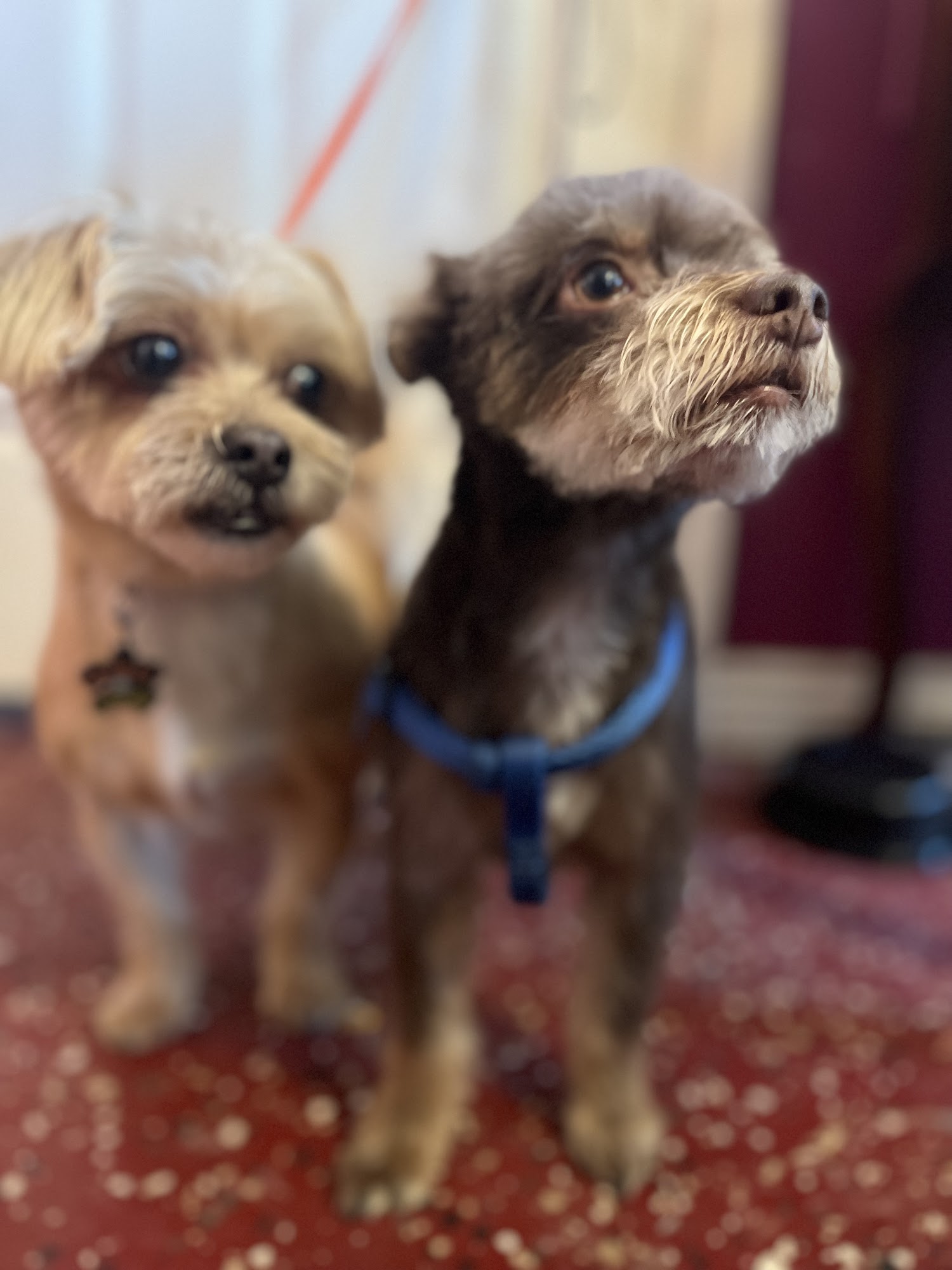 The Prancing Poodle Farmington