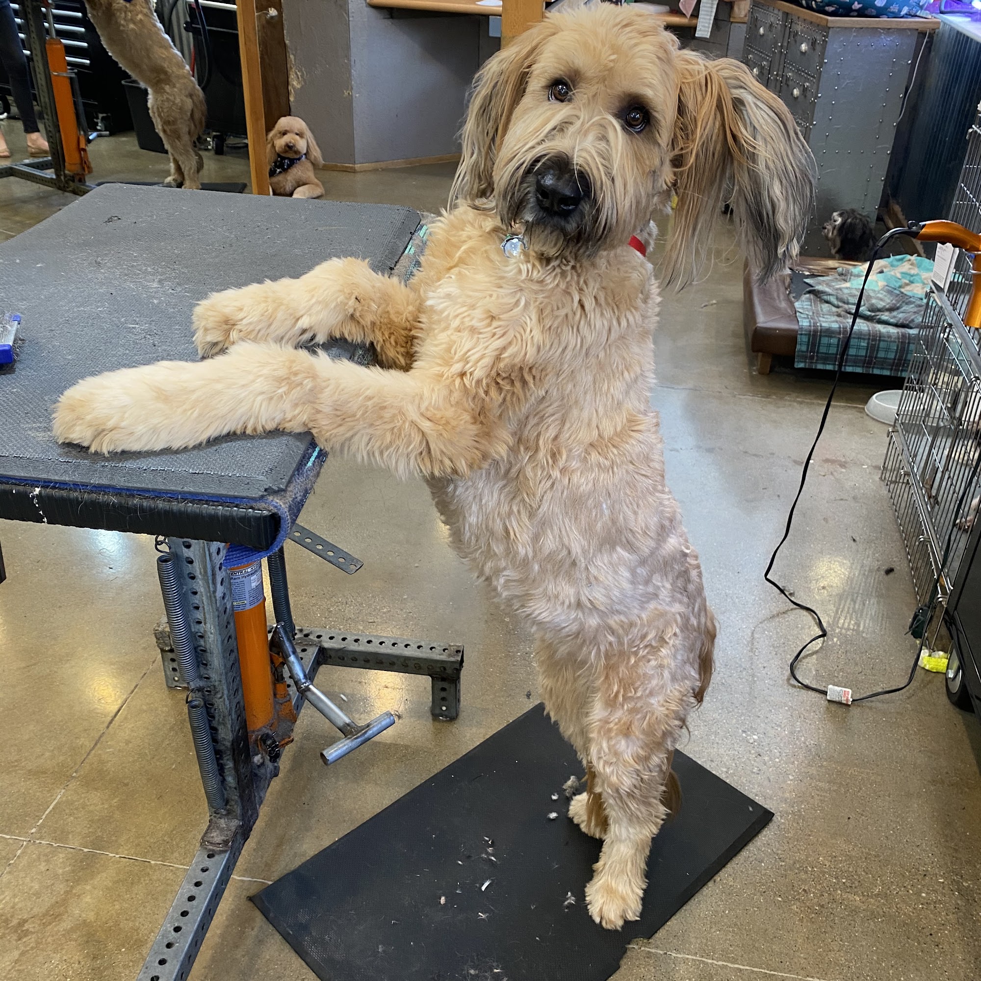 The Prancing Poodle Farmington