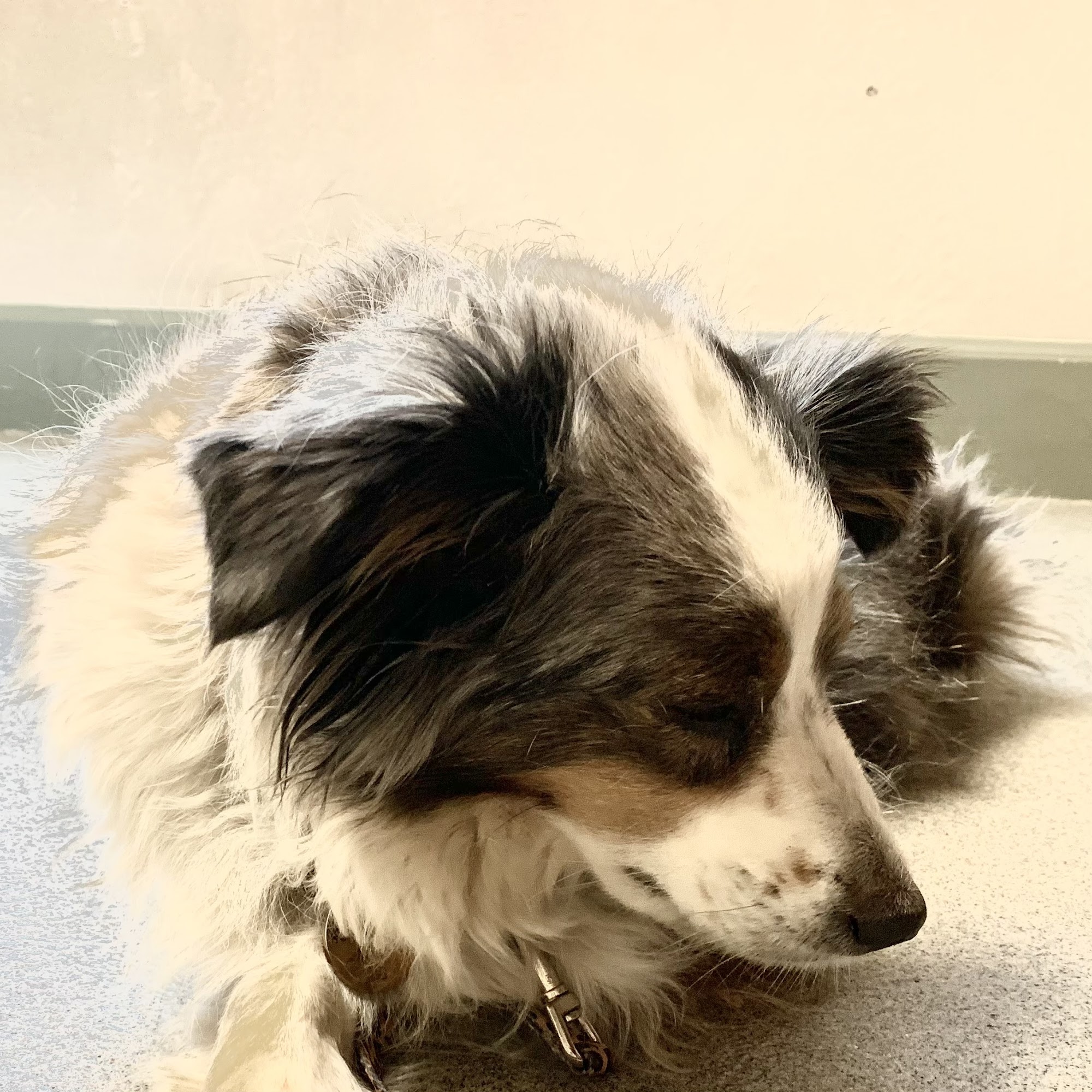 Wasatch Animal Clinic Heber City