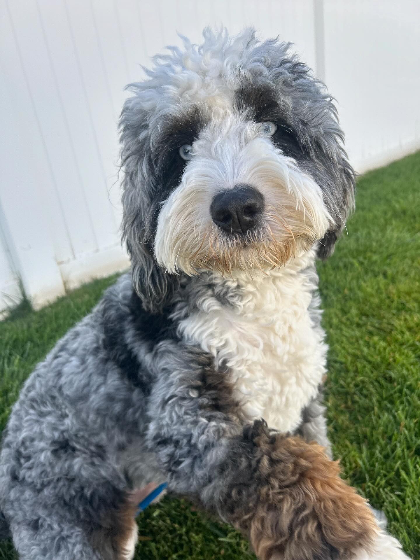 Coombs Kennels Heber City