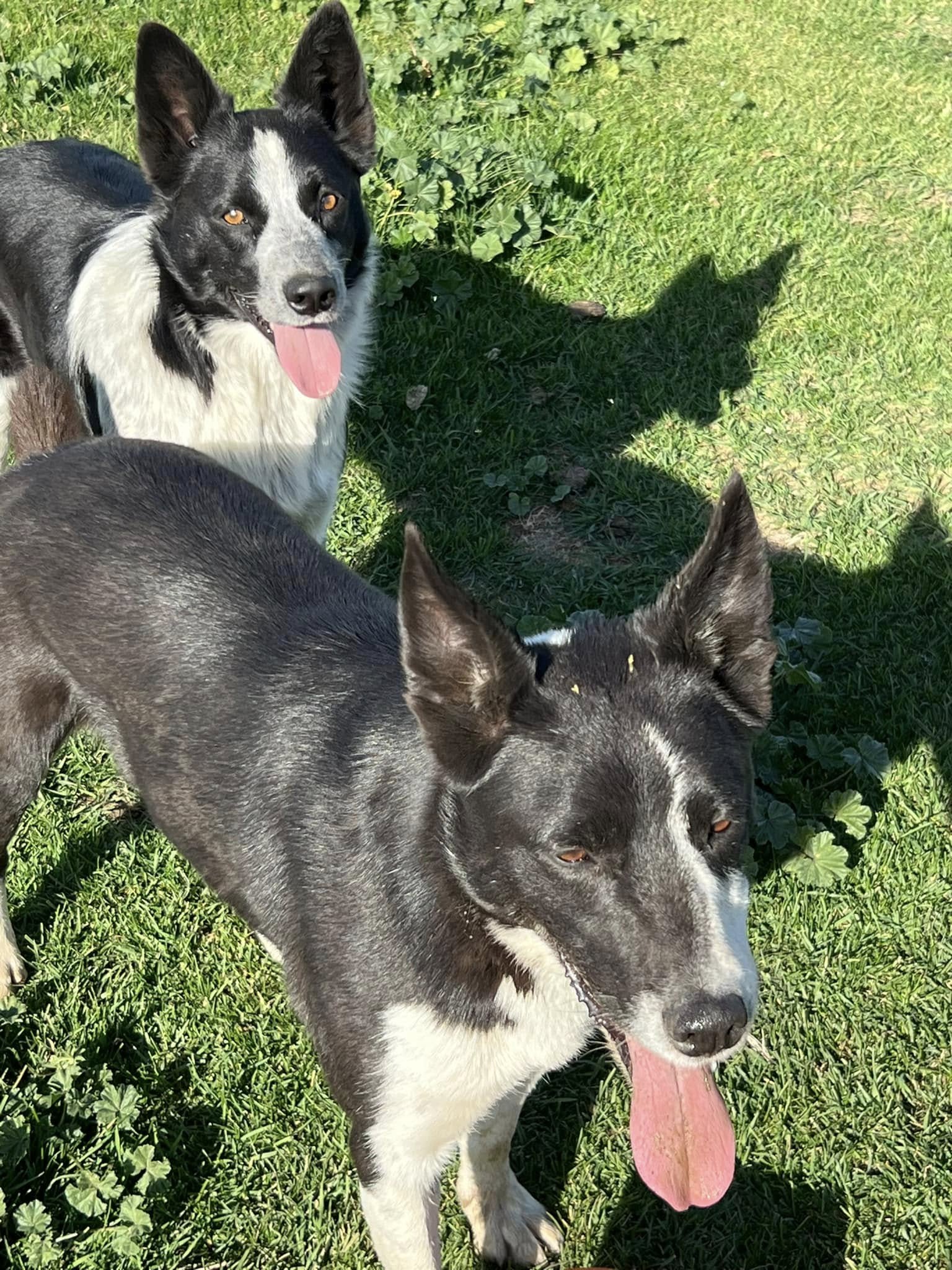 BYOP Dog Grooming , Boarding and Obedience and Service Dog Training, Doggie Oasis Heber City