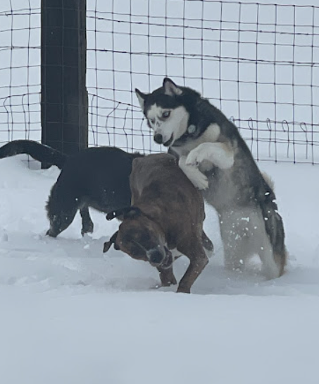 Tee J's Custom Mutt Cuts Heber City