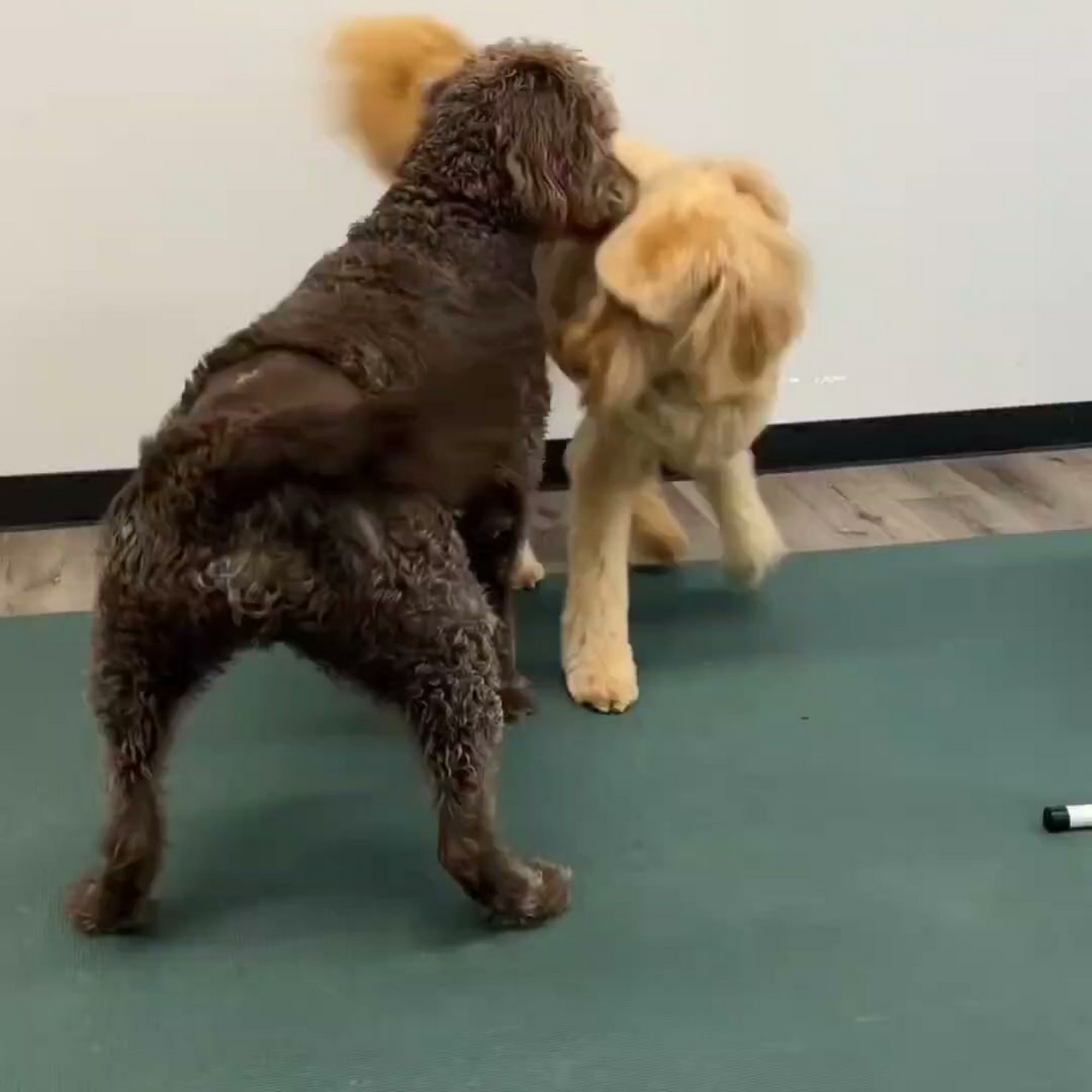 Mountain Dog Lounge Heber City