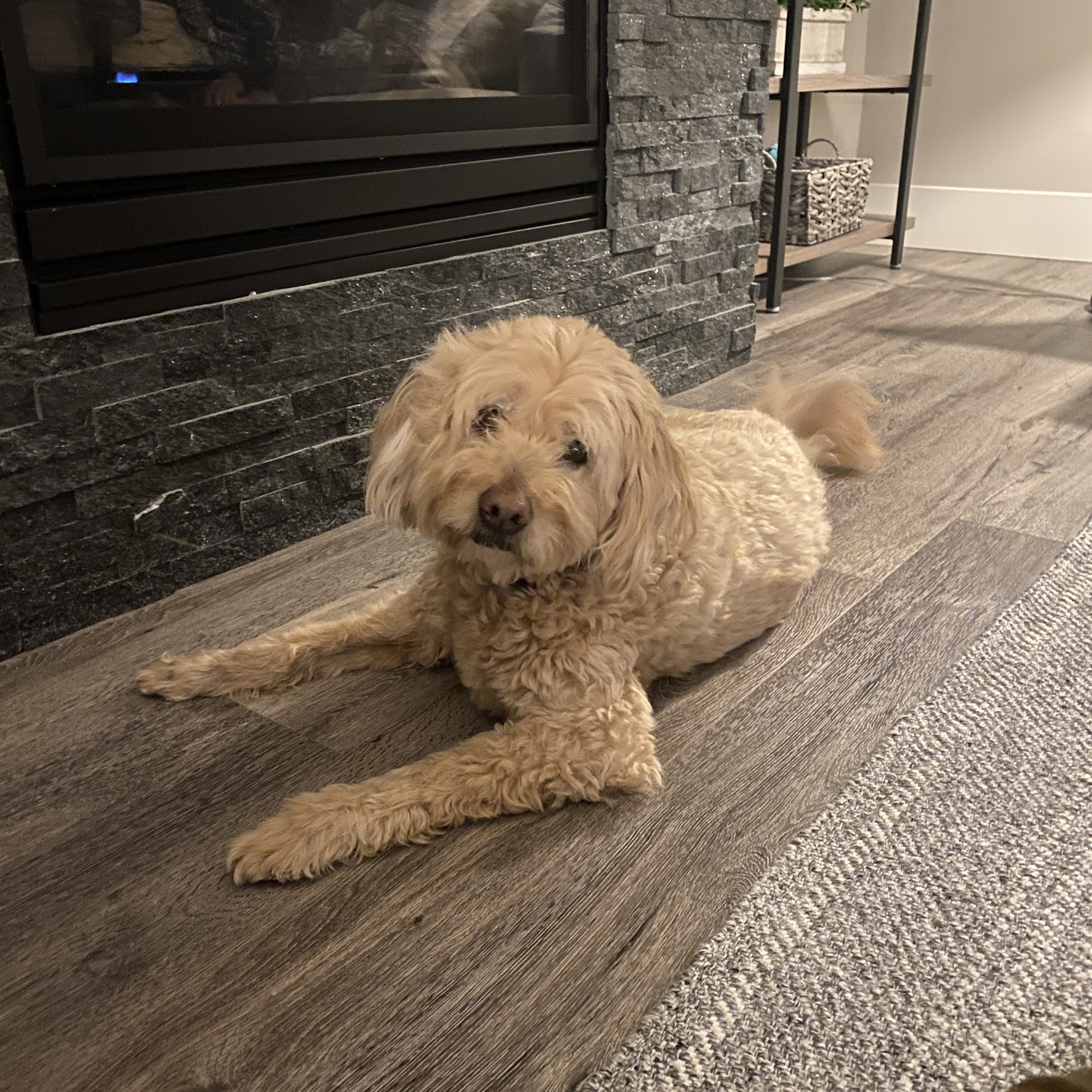 The Dreaded Groomer Heber City