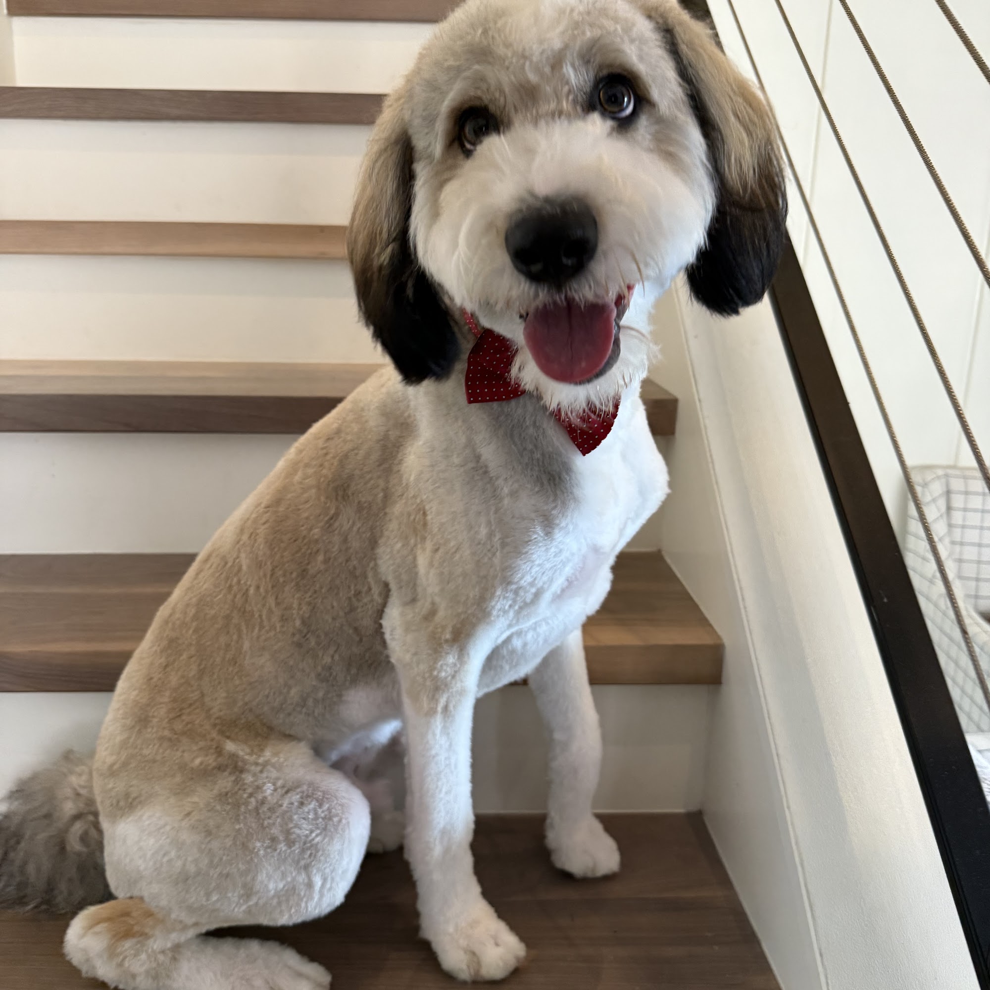 Olive Dog Salons Highland