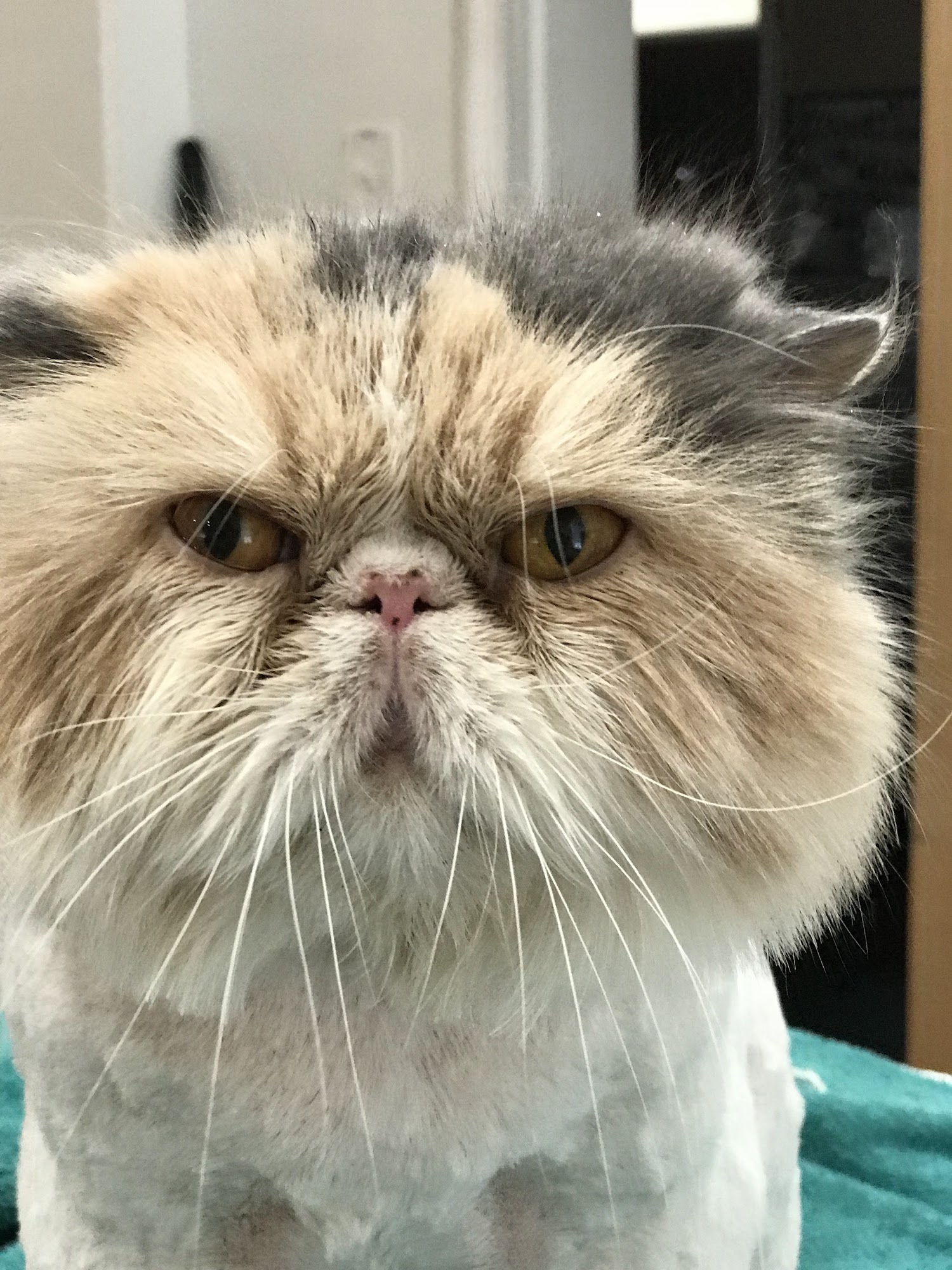 Highland Pets Holladay