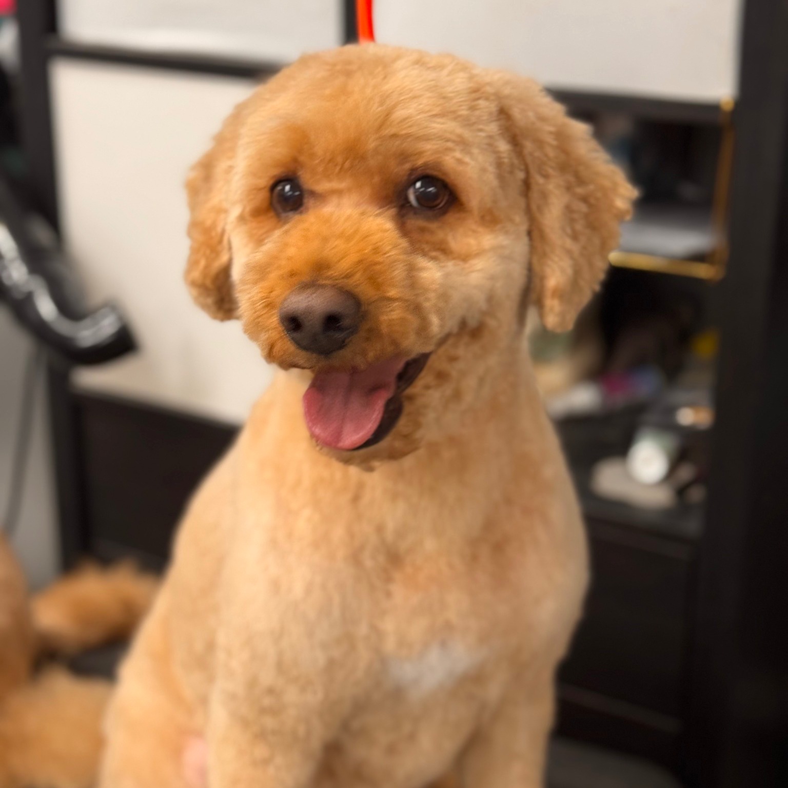 All the Raige Dog Salon Holladay