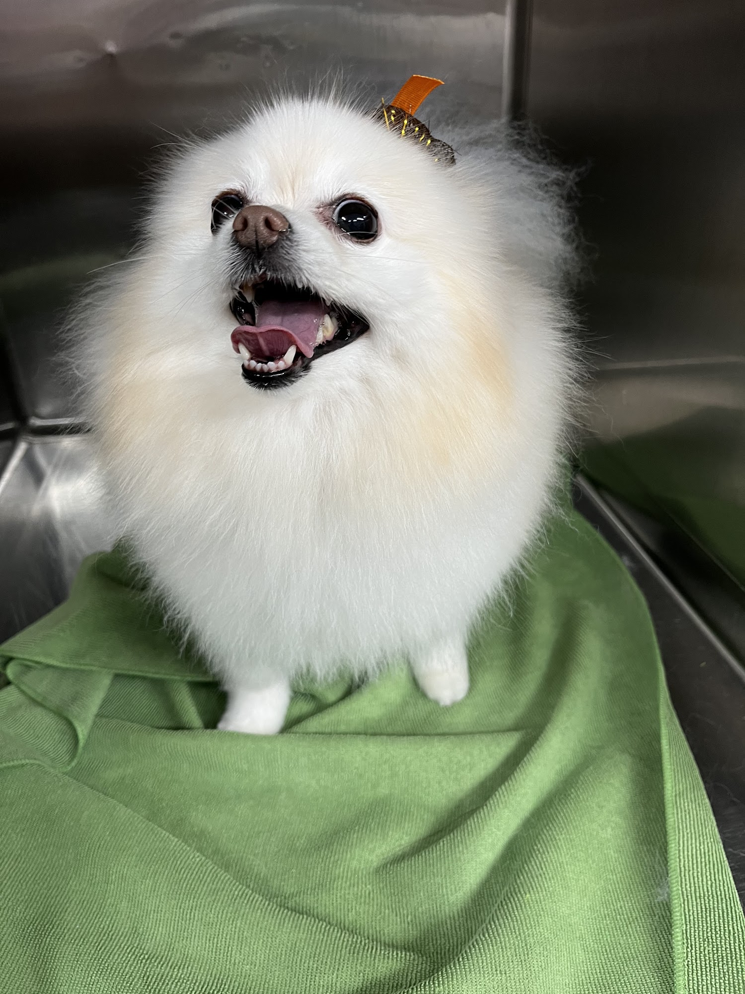 All the Raige Dog Salon Holladay