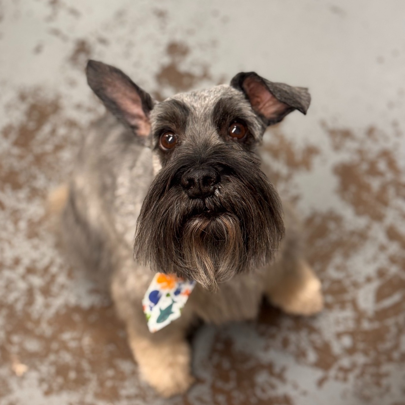 All the Raige Dog Salon Holladay