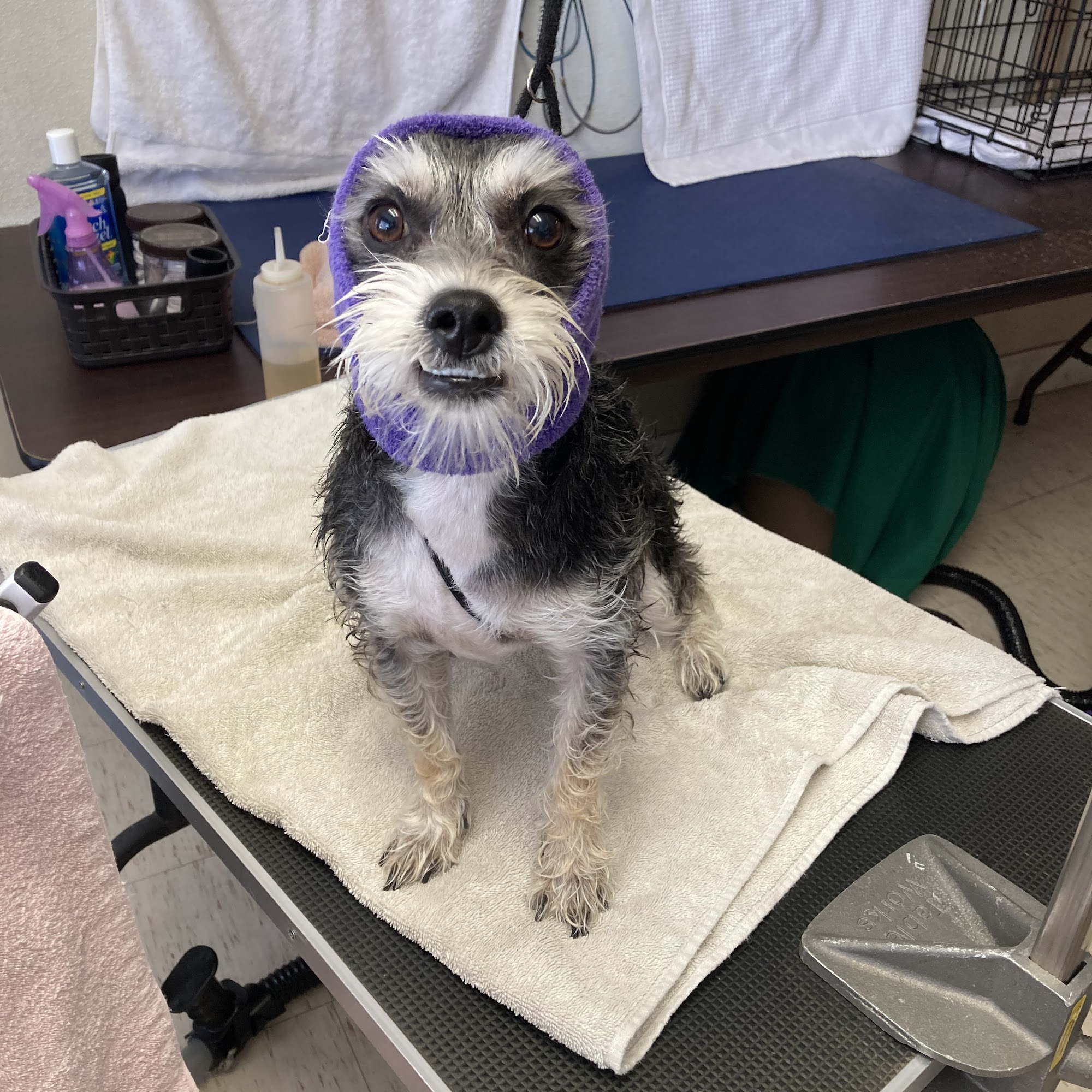 Doggone Pretty Pet Spa Huntington