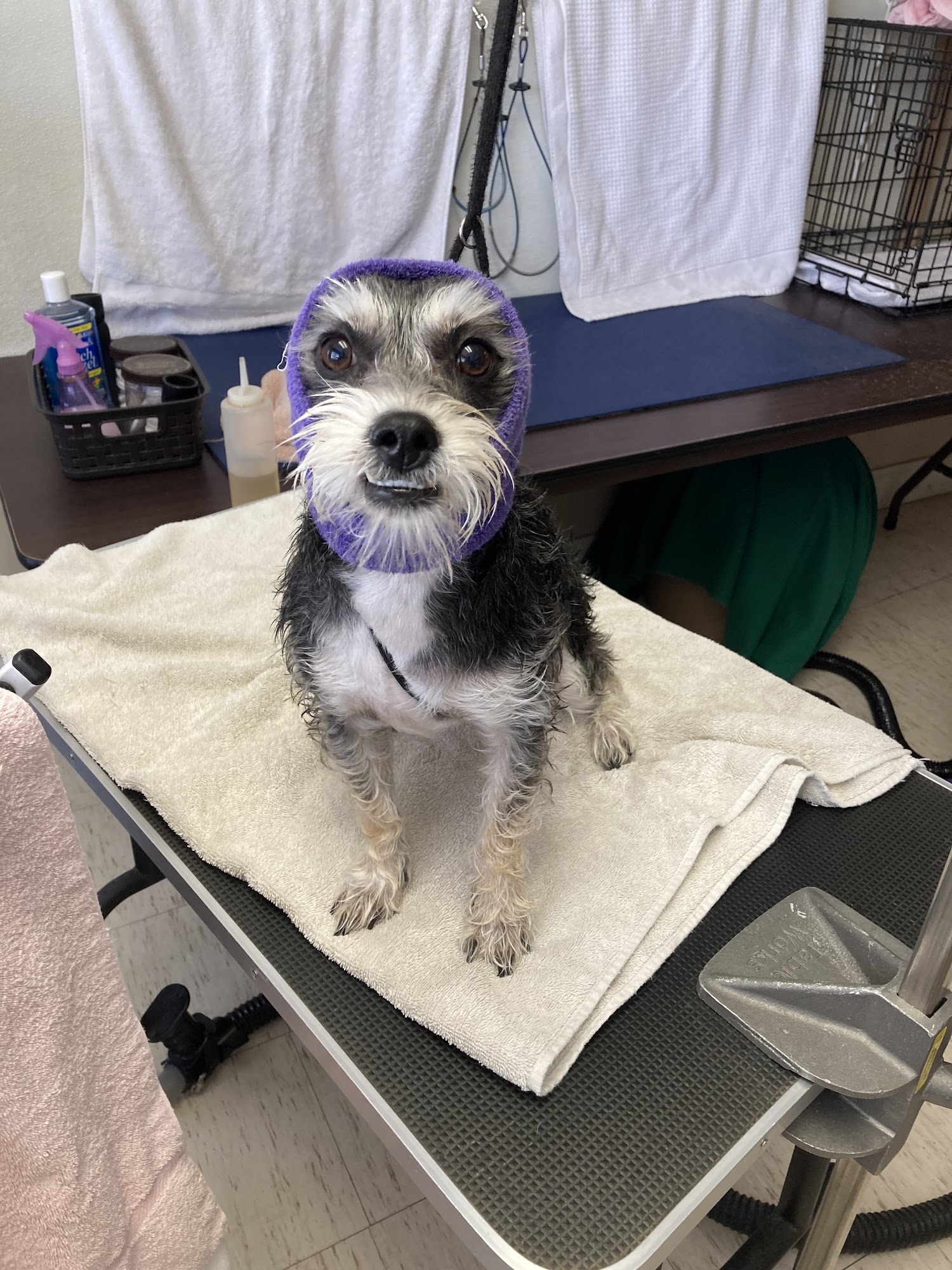 Doggone Pretty Pet Spa Huntington