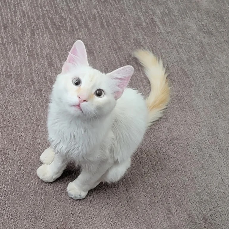 Hurricane City Animal Shelter Hurricane