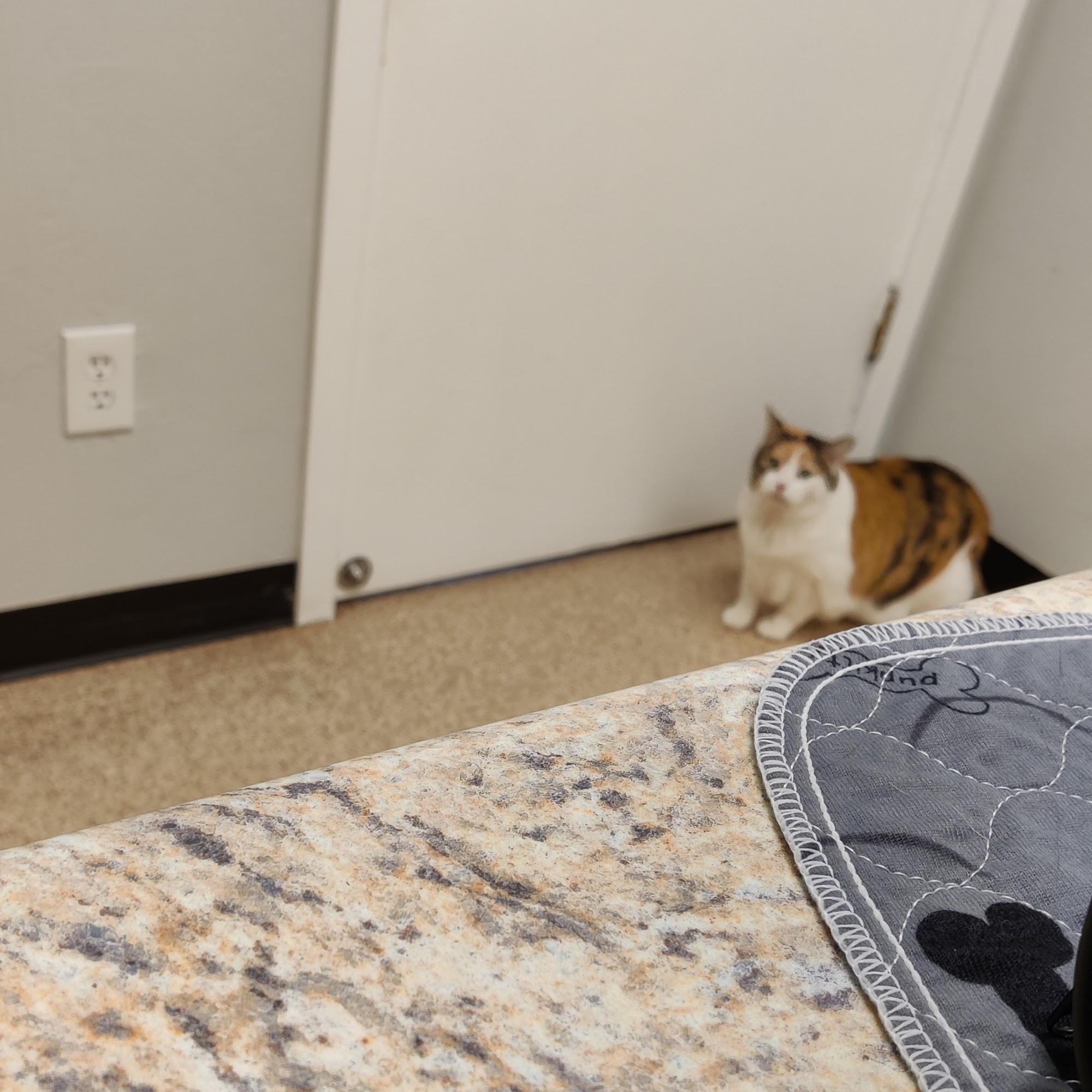 Kanab Veterinary Hospital Kanab