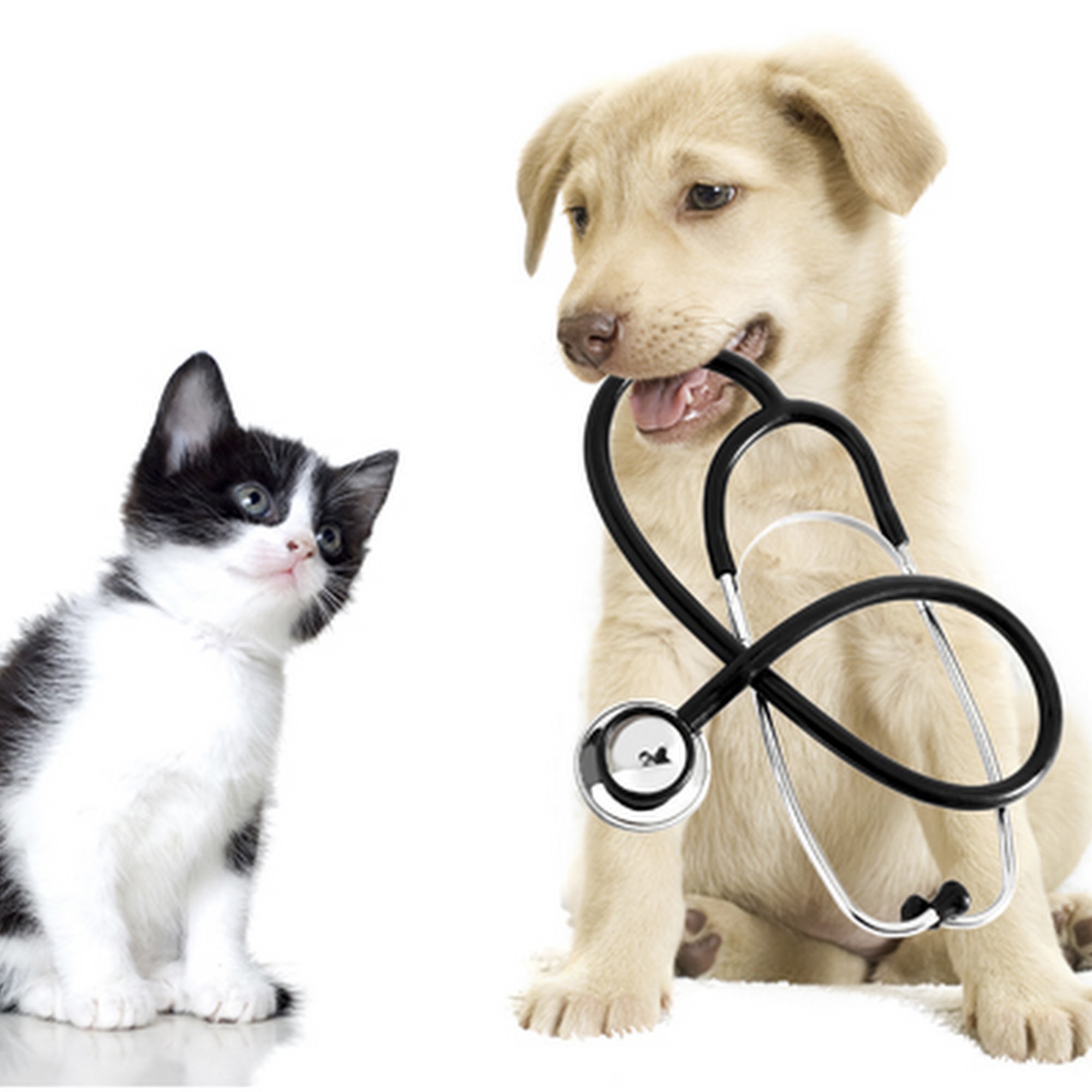 Kaysville Veterinary Hospital Kaysville