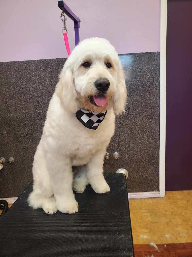 JoJo's Pet Palace Kaysville