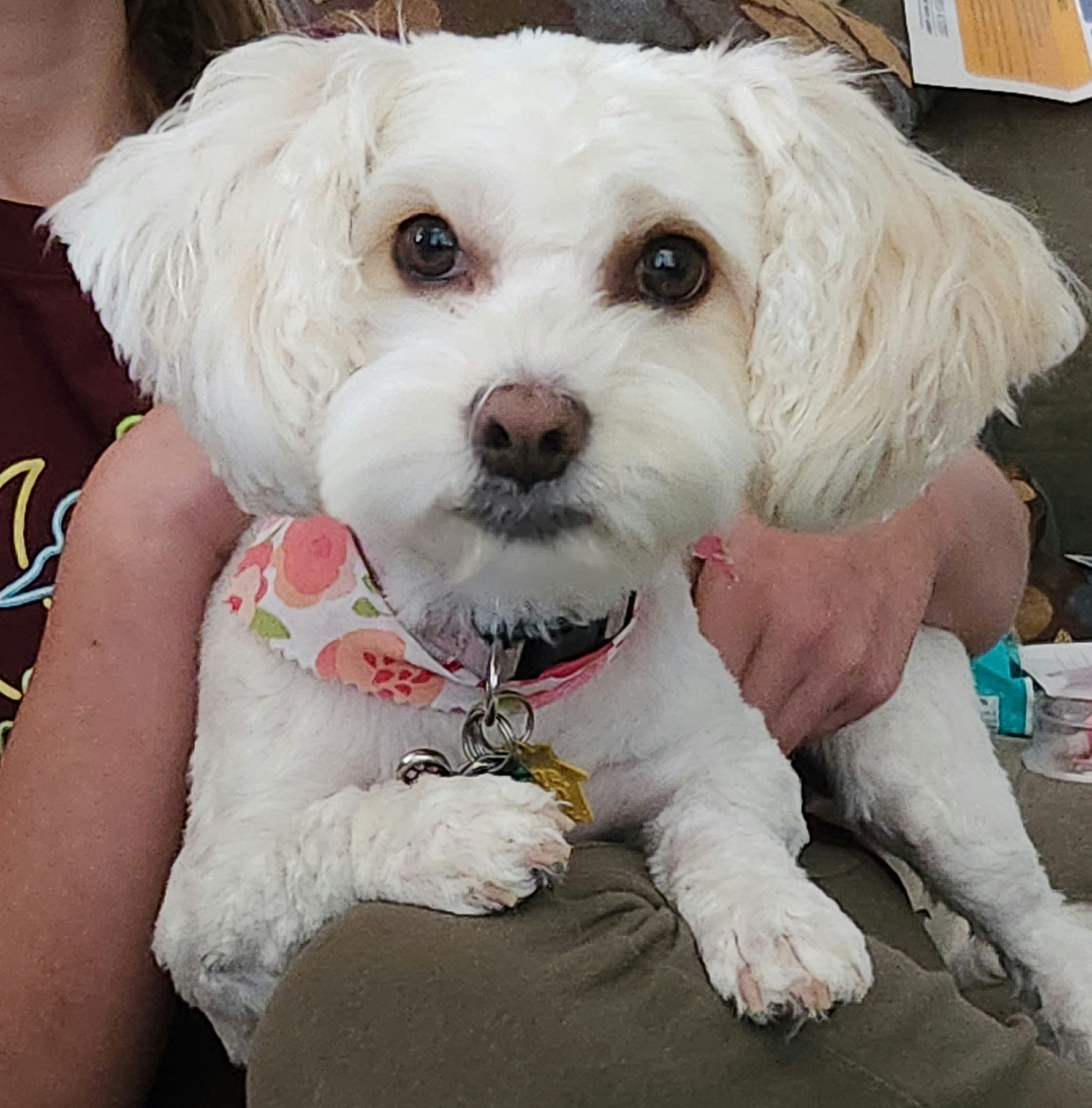 A Fur Affair Pet Salon Kearns