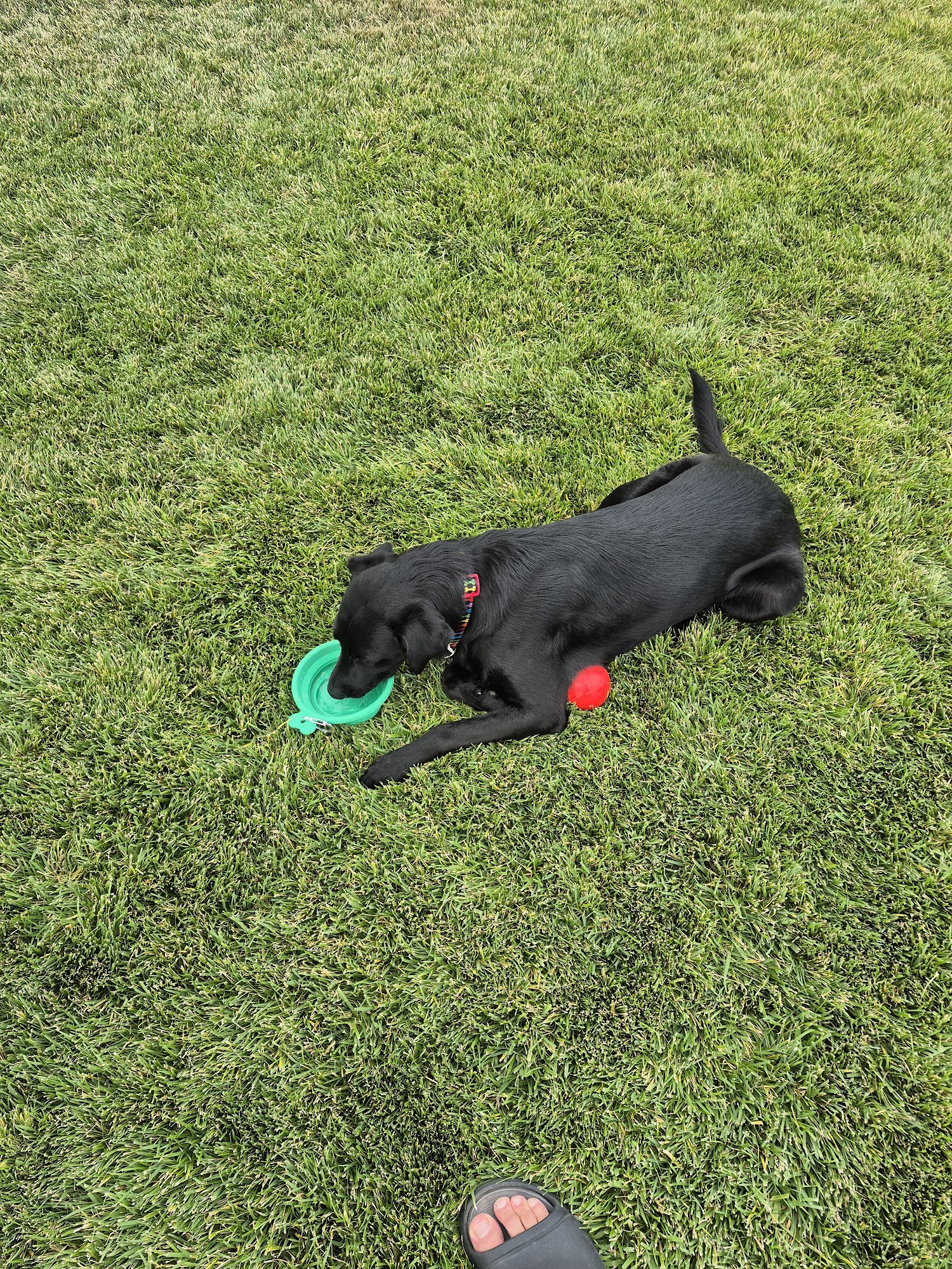 Laverkin Animal Shelter La Verkin