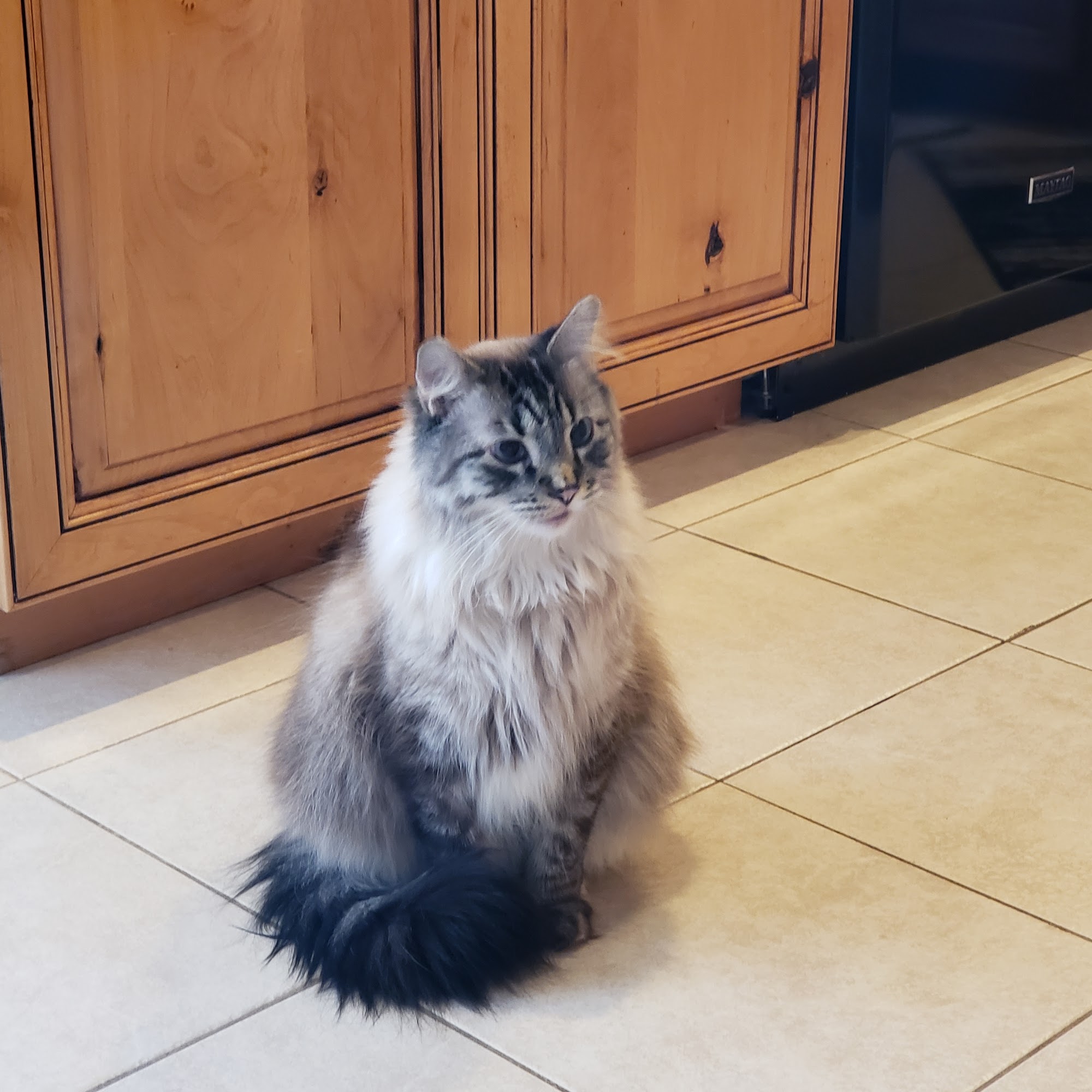 Mountain View Animal Clinic Layton