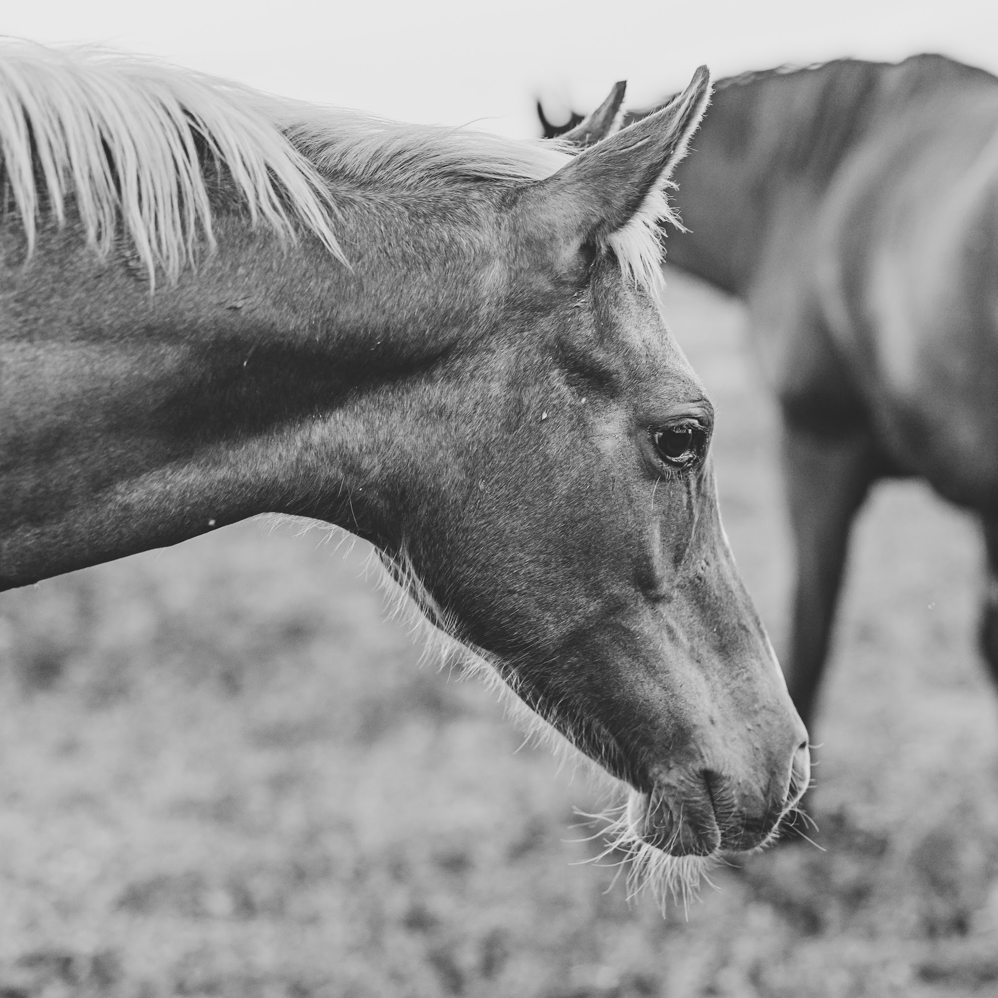 Elwood Equine (Formerly Kayscreek Veterinary Clinic) Layton