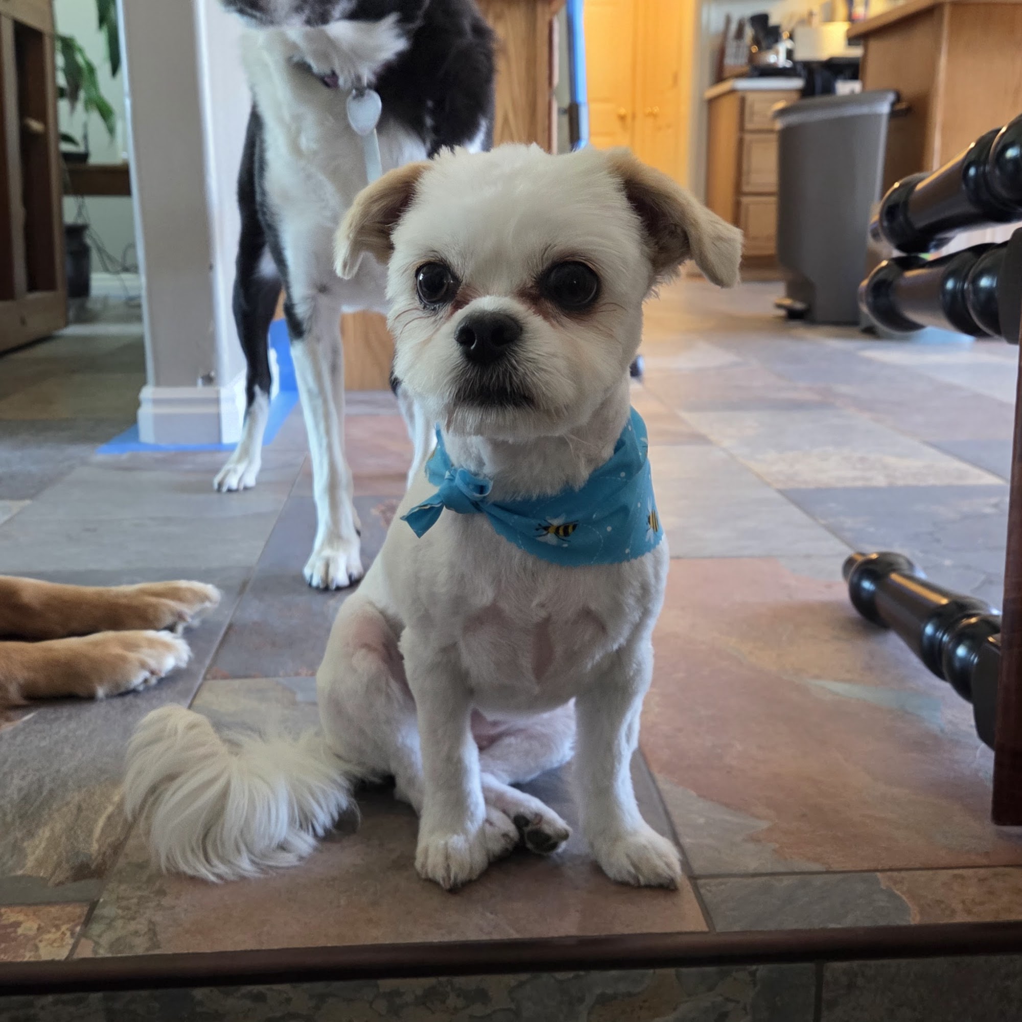 Animal Magnetizm Layton