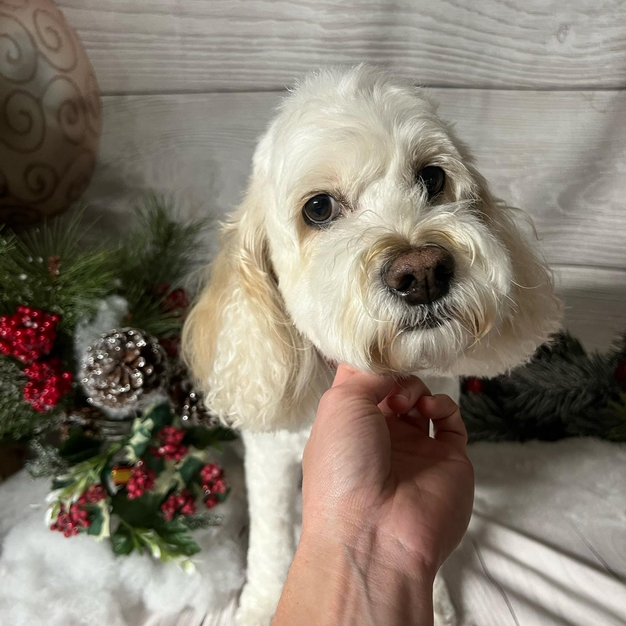 Clippity Doo Dog Layton