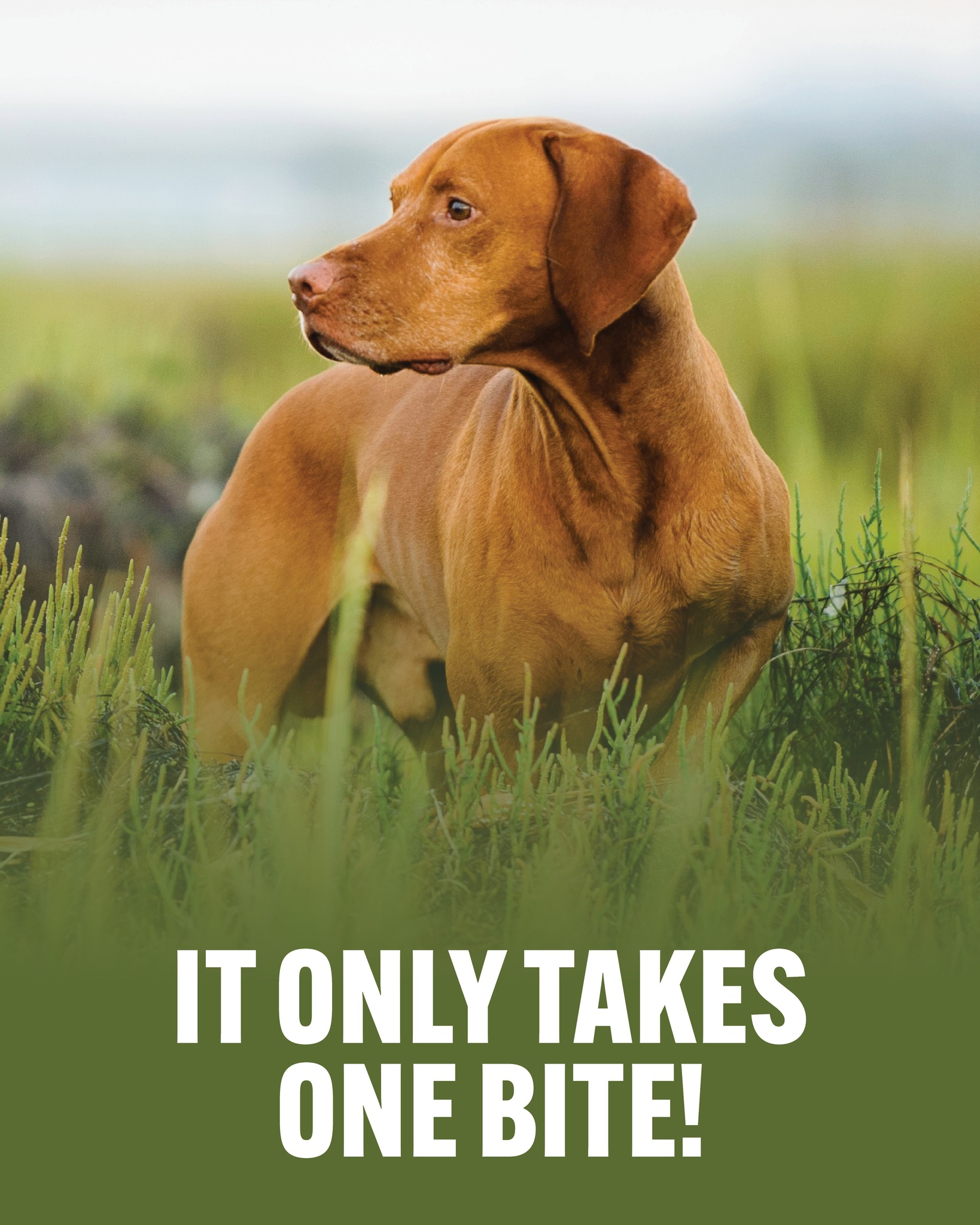 Traverse Mountain Pet Care Lehi