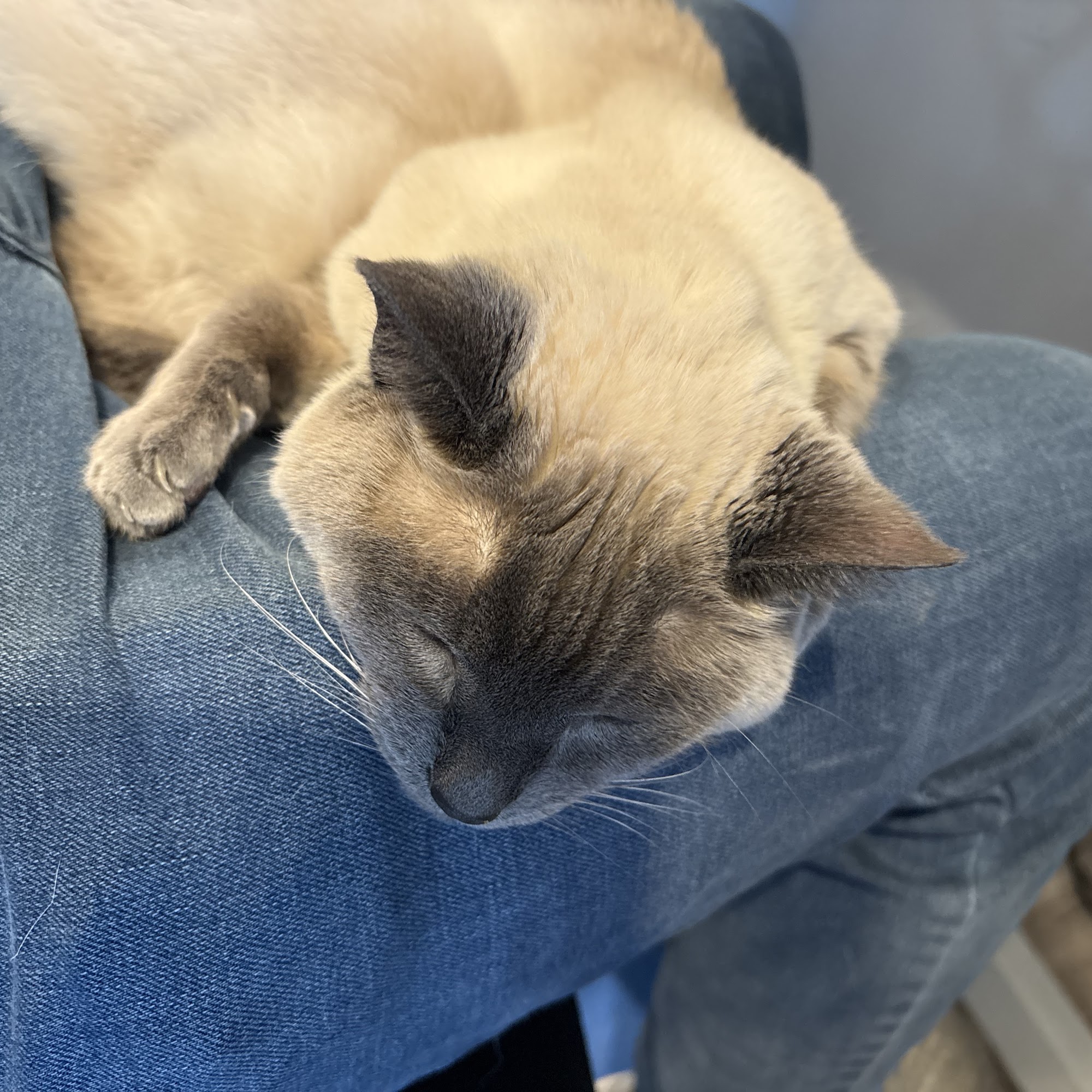 A Caring Vet Hospital Lindon