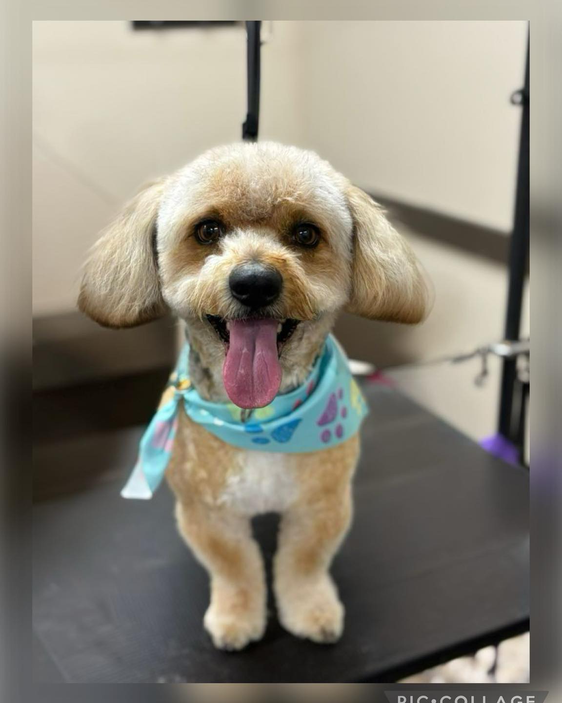 Aunt Ernie's Pet Parlor Magna