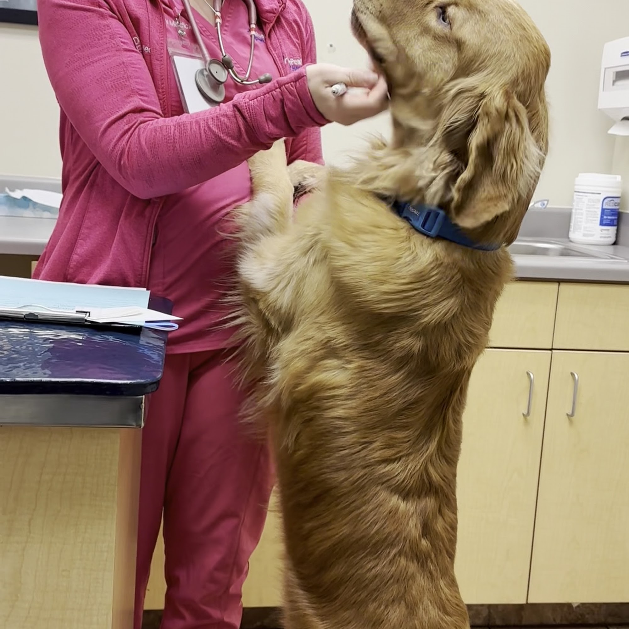 BluePearl Pet Hospital Midvale