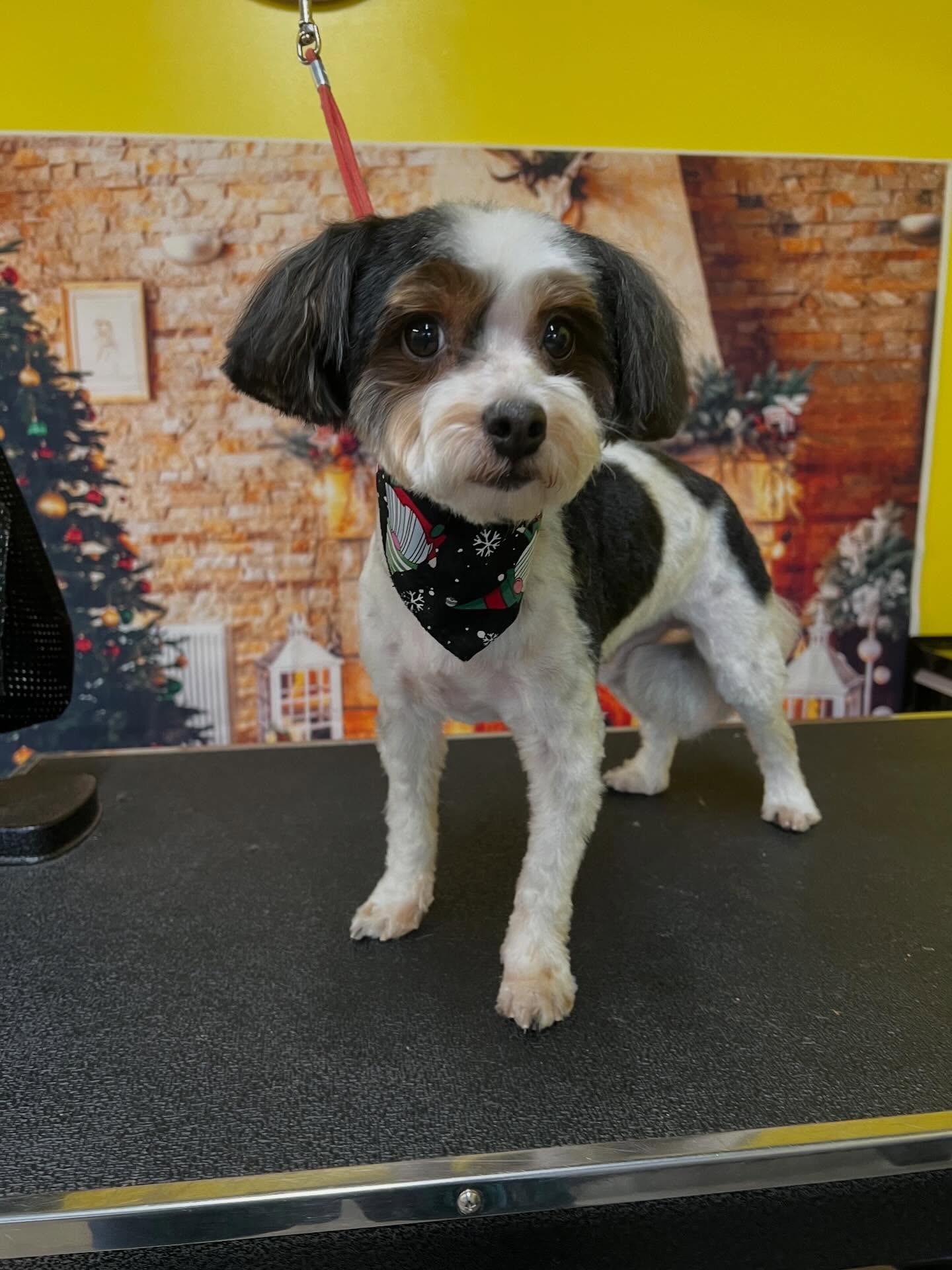 Lucky Dog Pet Grooming Midvale