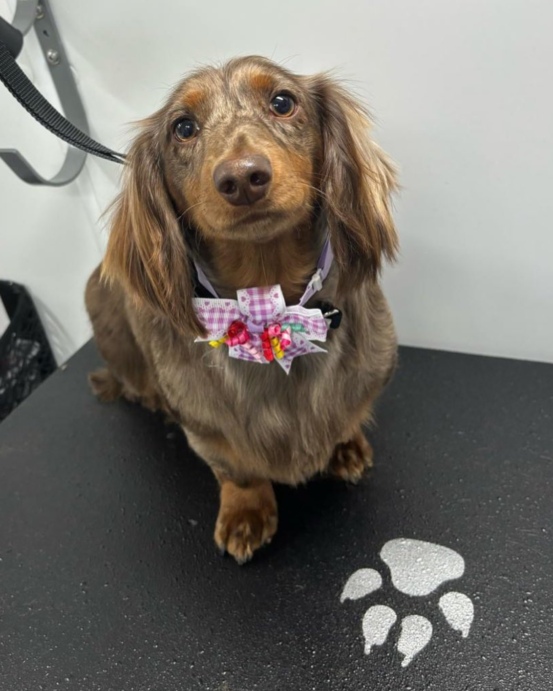 Aussie Pet Mobile Salt Lake Midvale