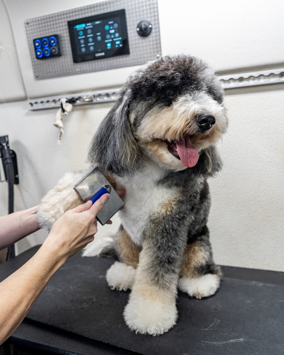 Aussie Pet Mobile Salt Lake Midvale