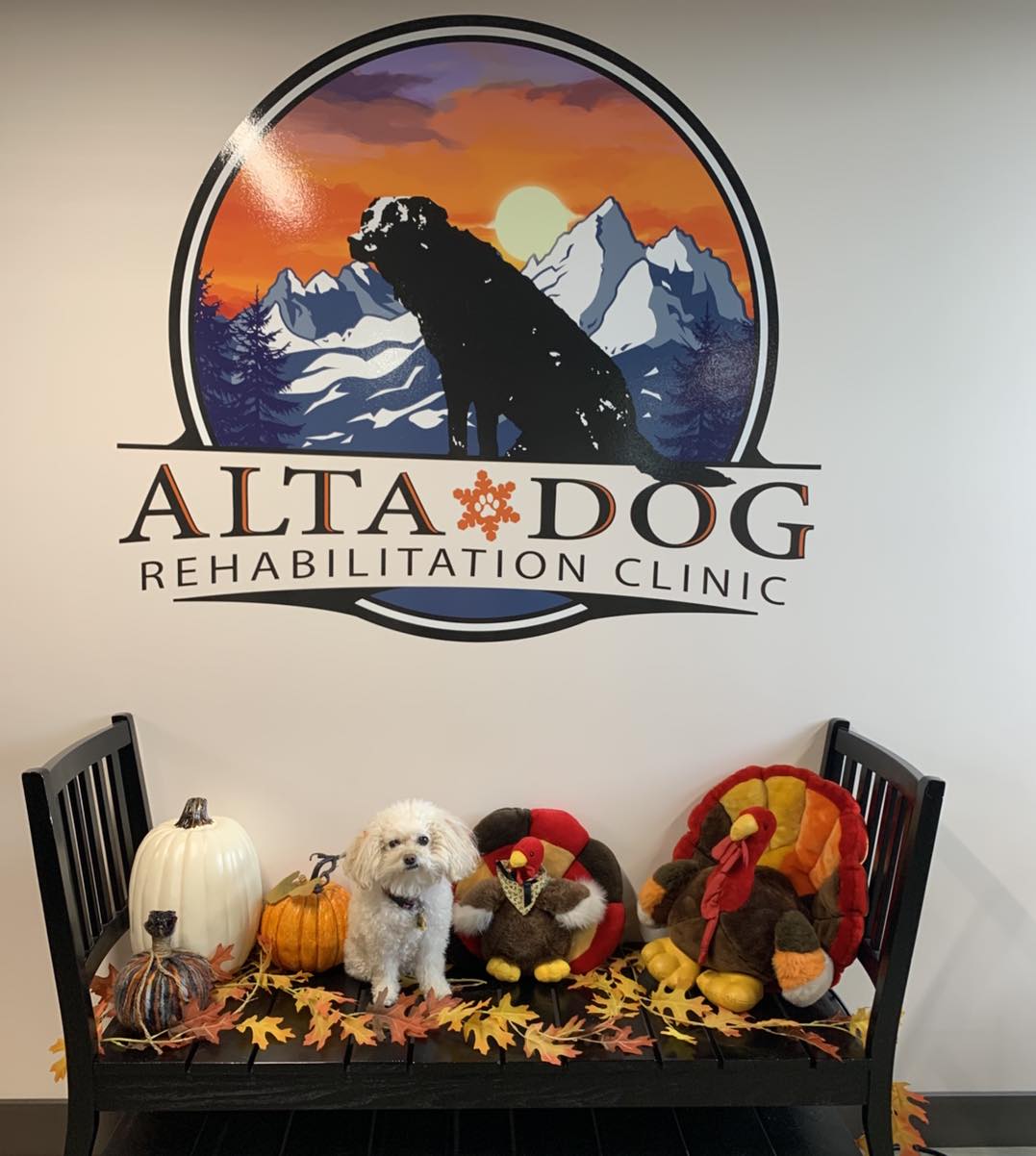 Alta Dog Rehabilitation Midvale