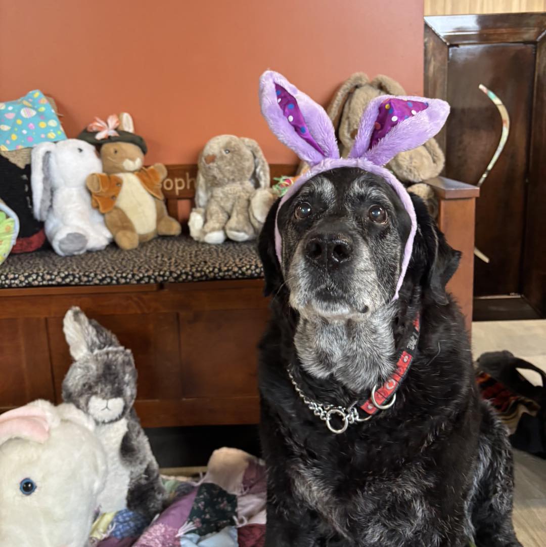 Alta Dog Rehabilitation Midvale