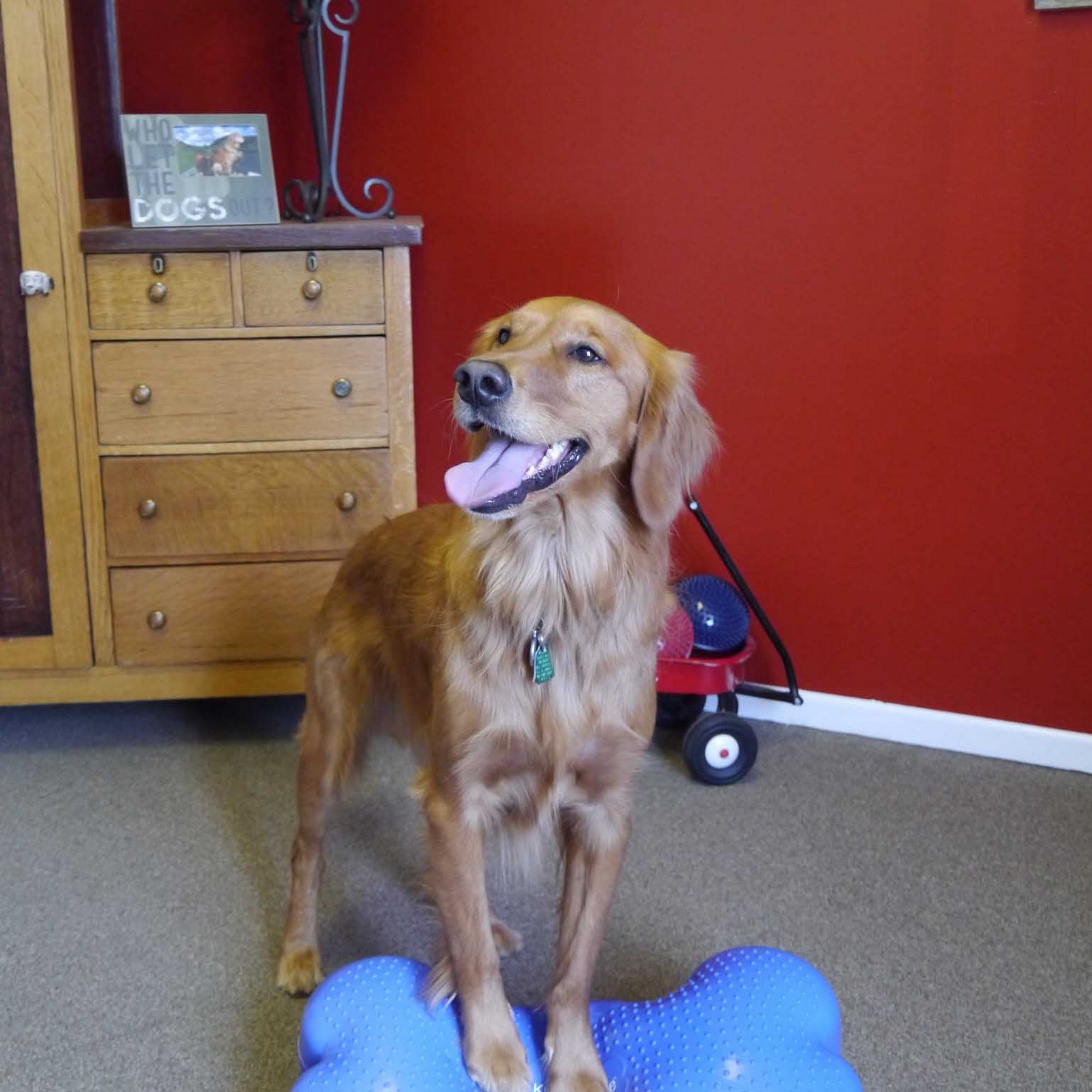 Alta Dog Rehabilitation Midvale
