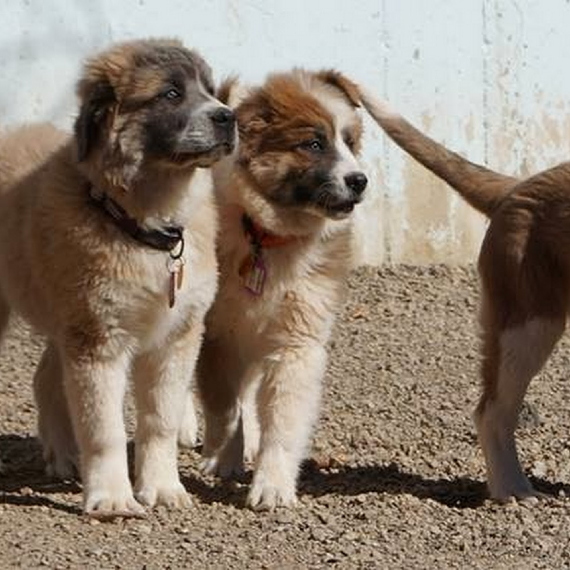 Second Chance for Homeless Pets Millcreek