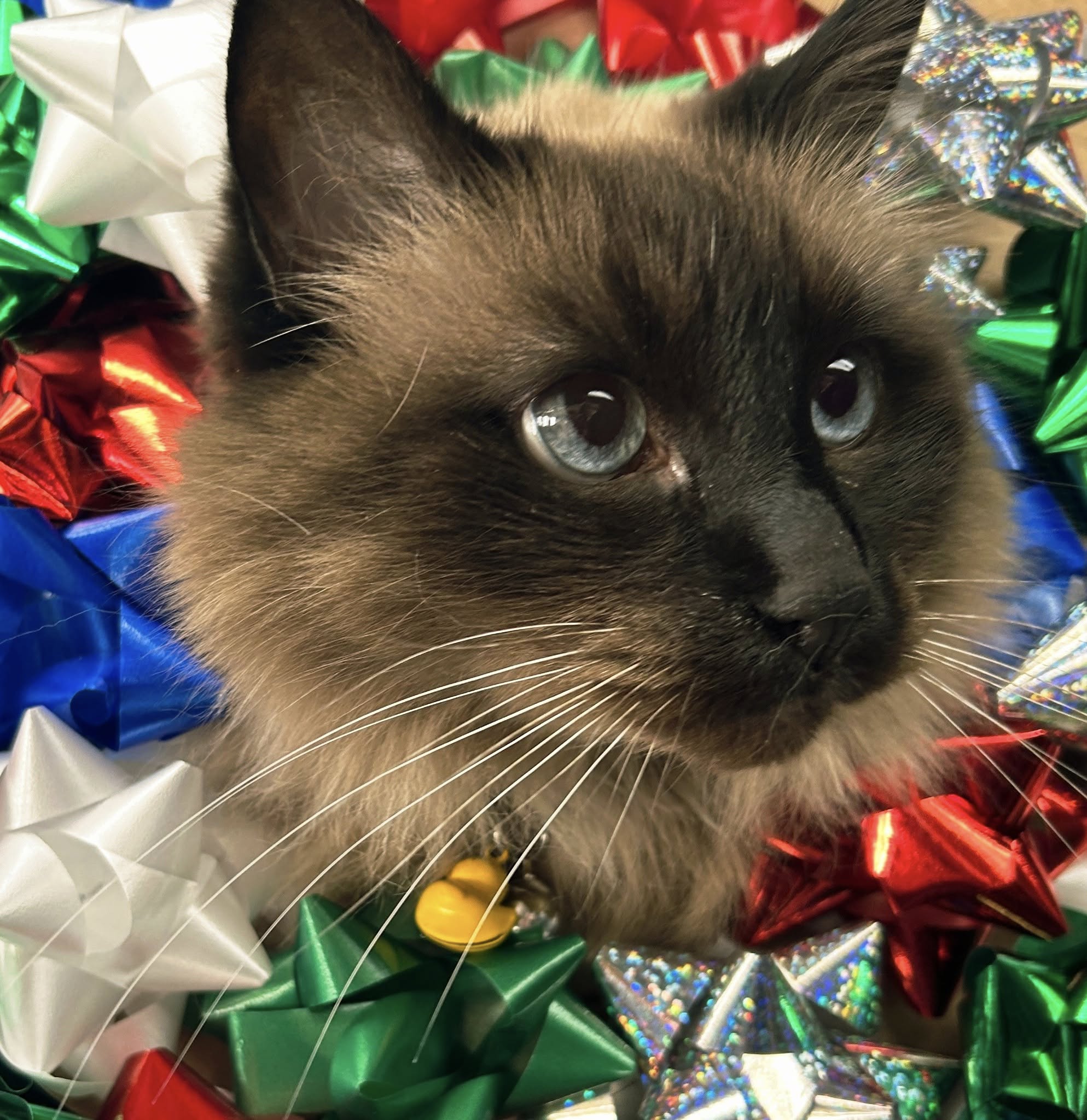 Brickyard Kennel, iPawd, inc. Millcreek