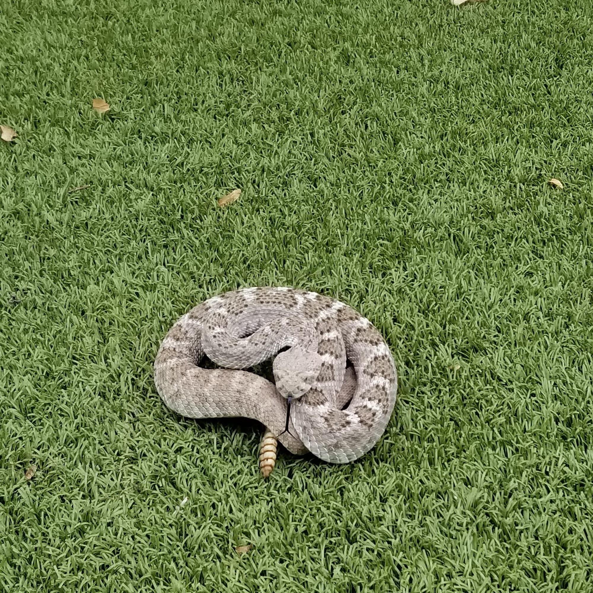 Rattlesnake Alert LLC Millcreek