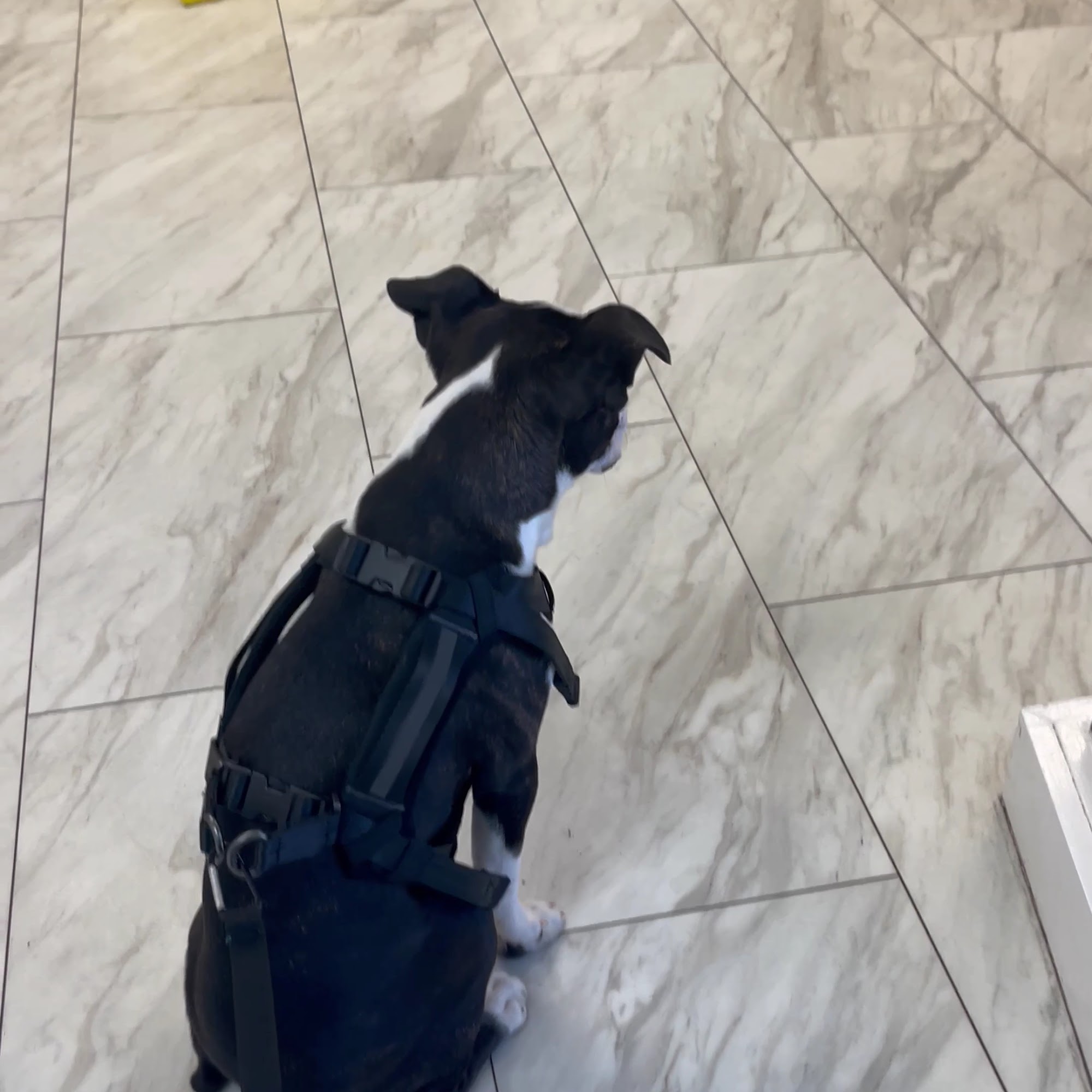 Spay & Neuter-Salt Lake City Murray