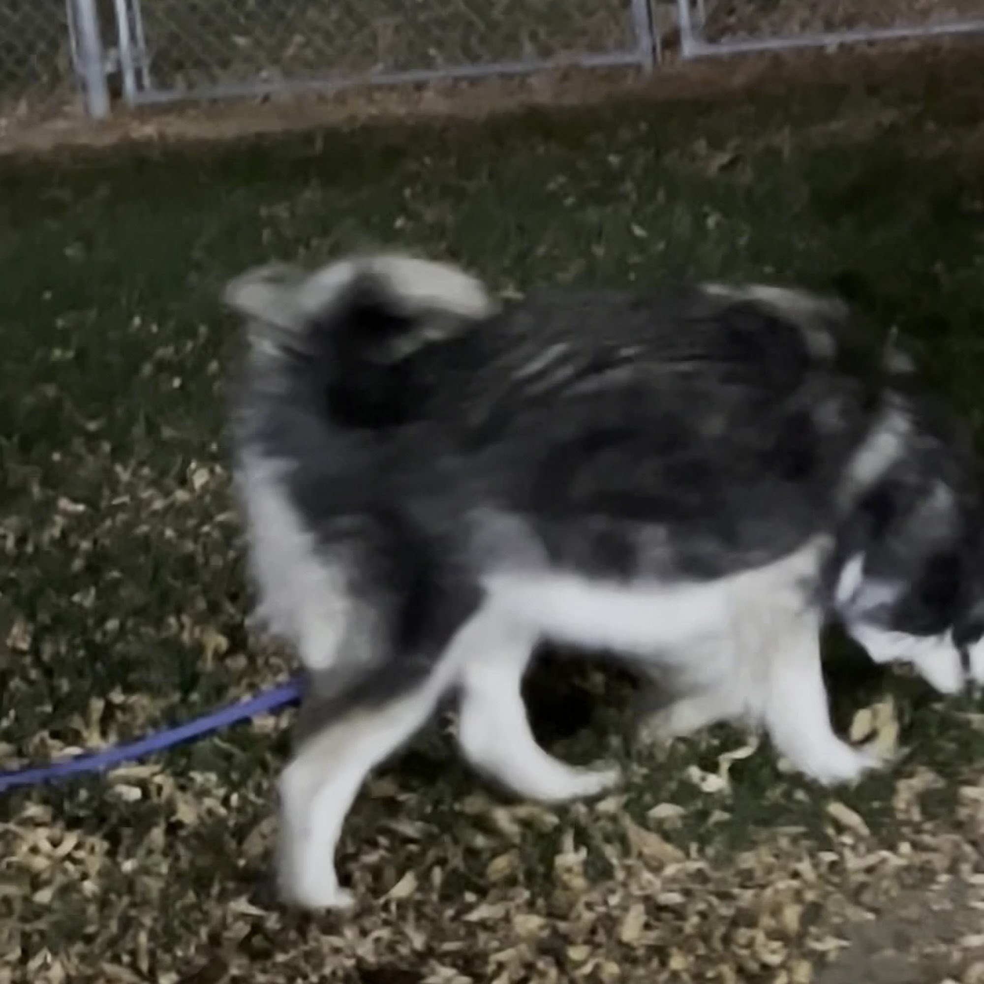 Humane Society of Utah Murray