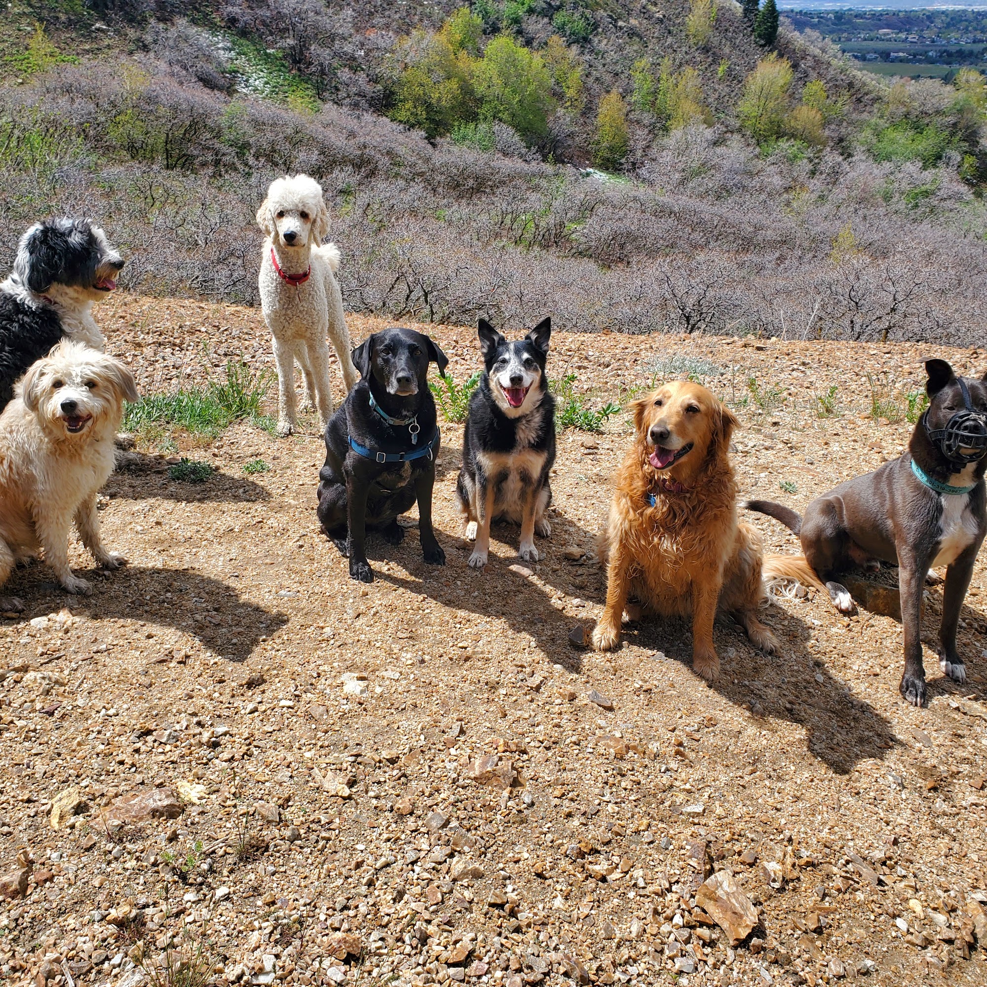 Doggy's Big Day Murray