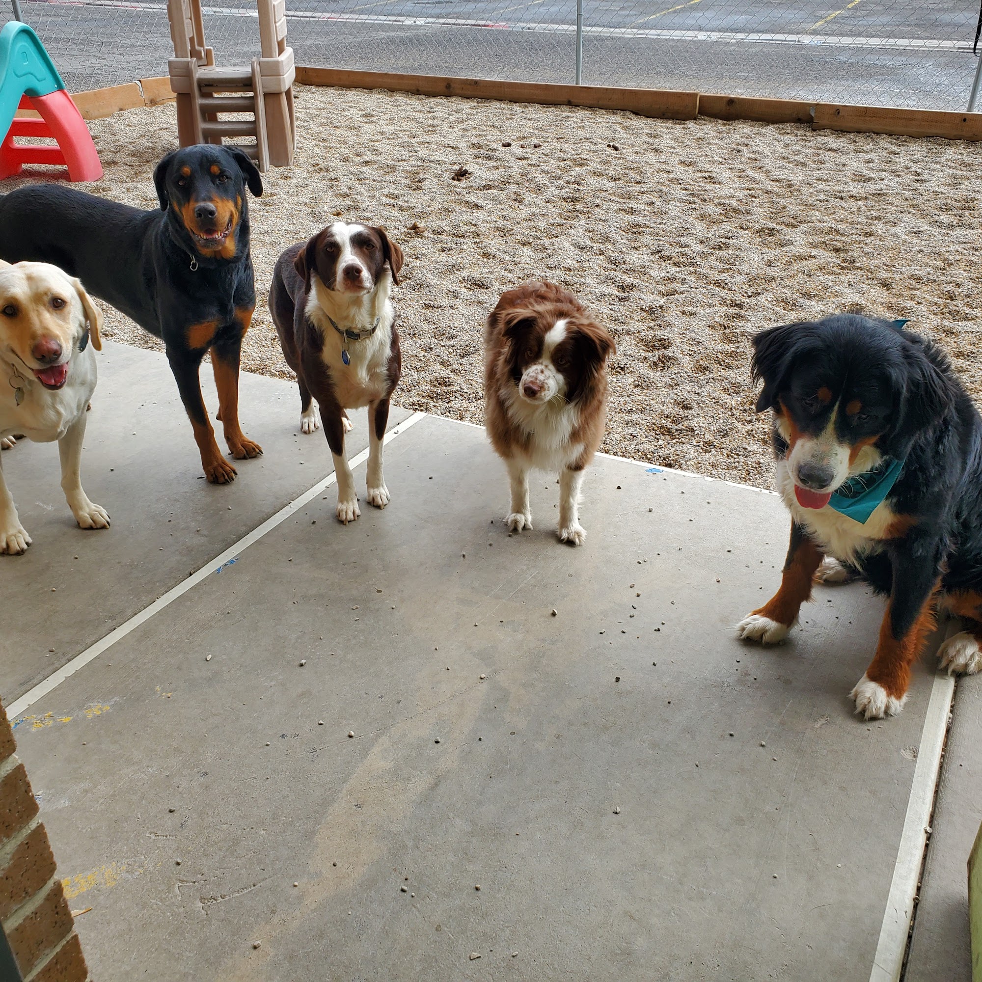 Kudos 2 Canines Murray