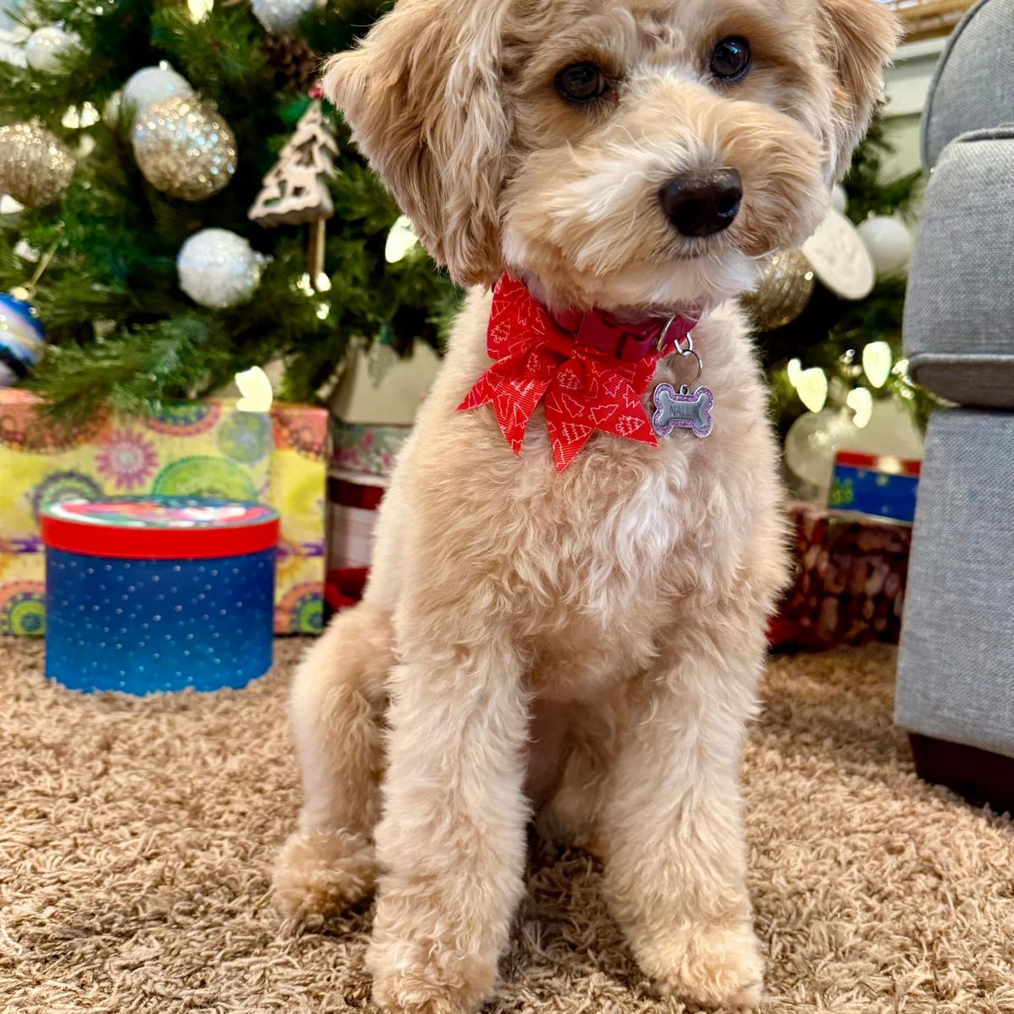 Sydnee's Pet Grooming Murray