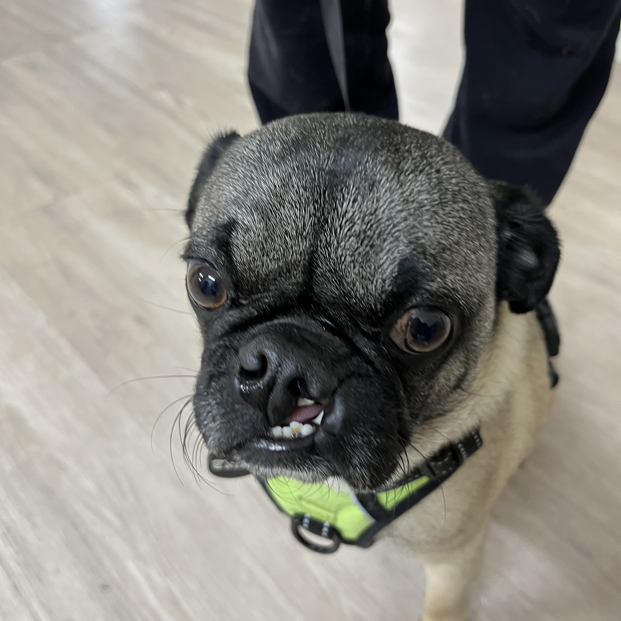 Salt Creek Veterinary Services Nephi