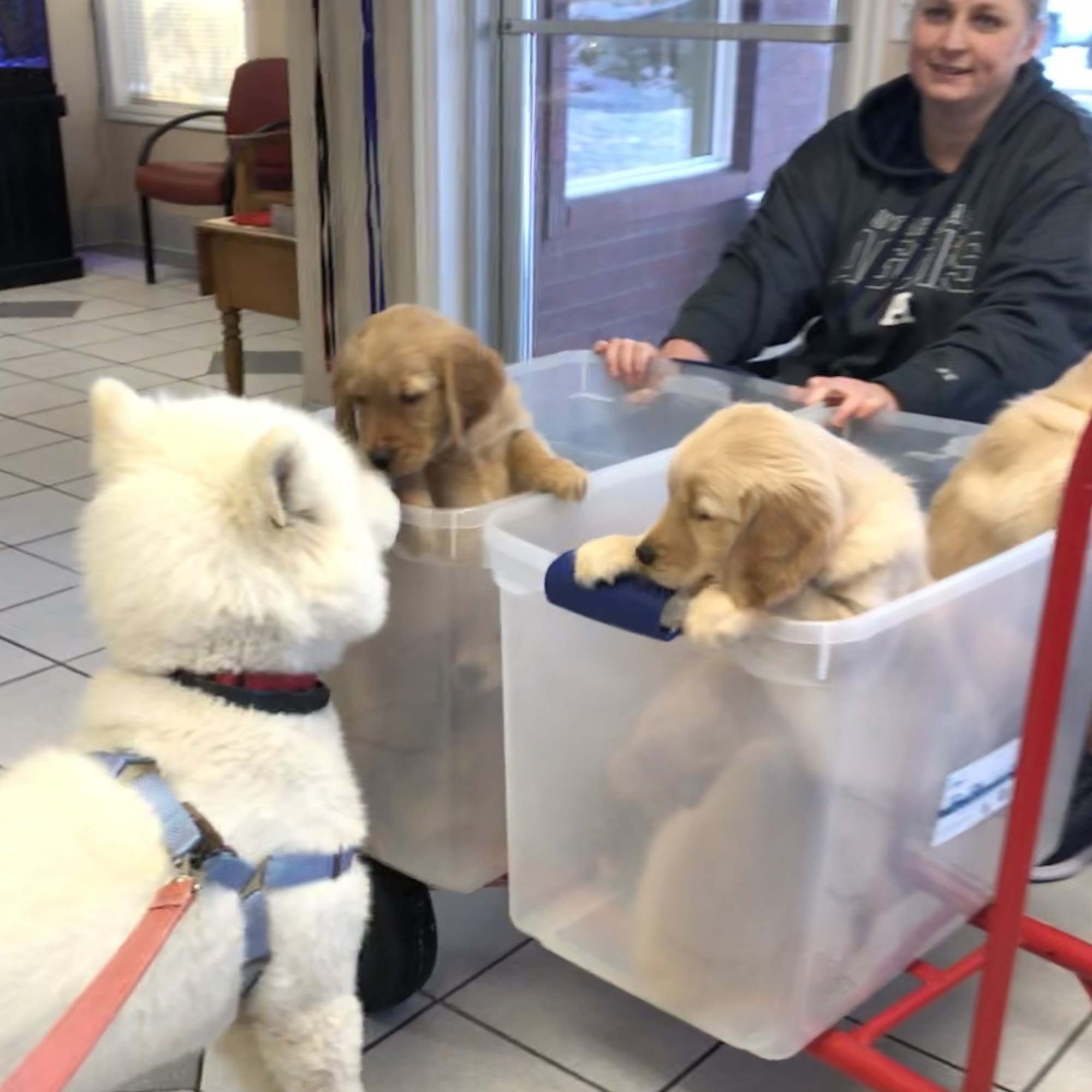Cache Meadow Veterinary Clinic North Logan