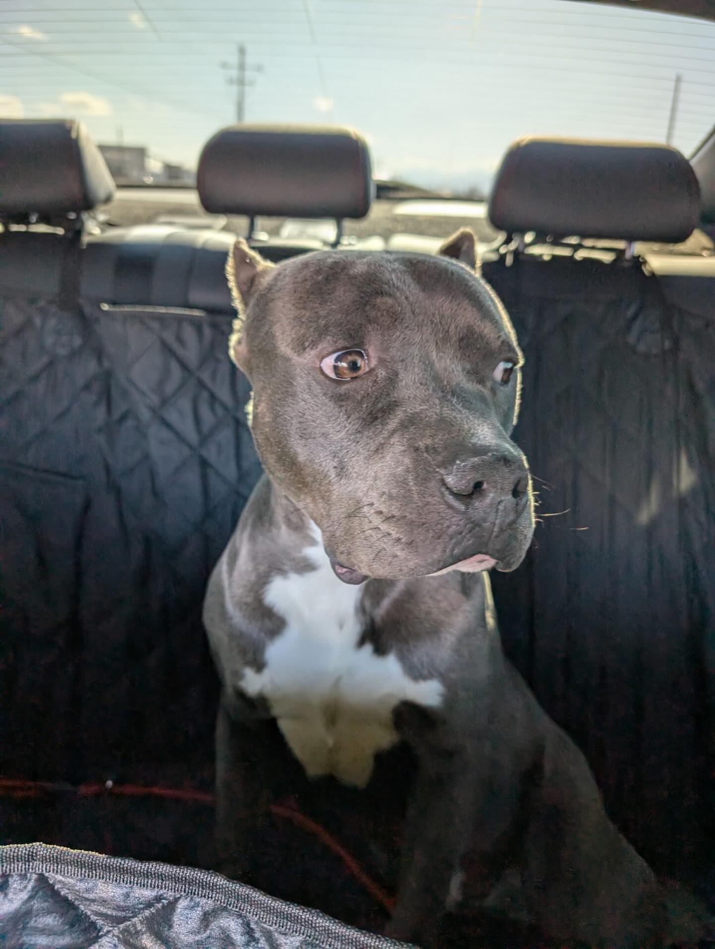 Backyard Dogcare & Boarding , Inc North Salt Lake