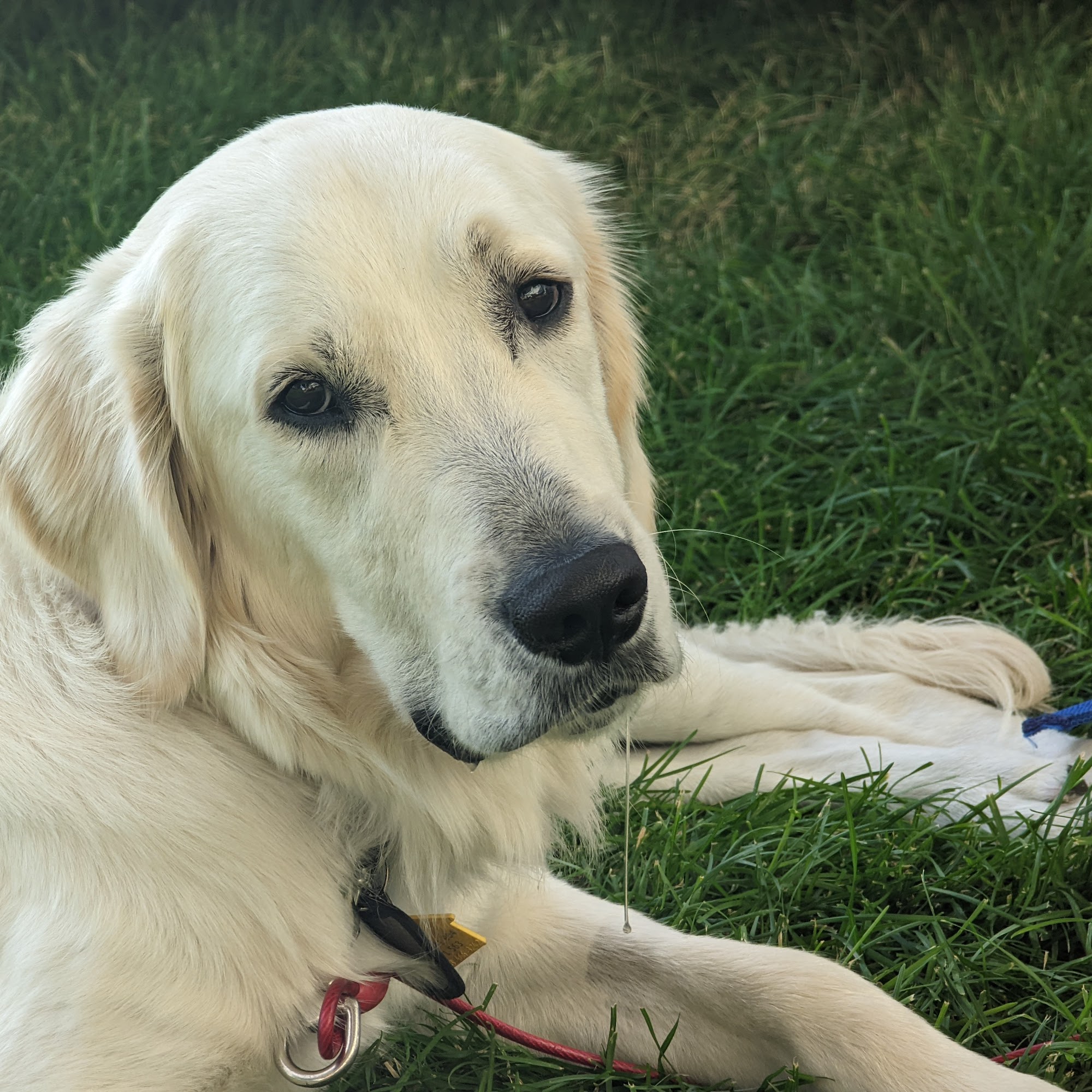 The Dog Den North Salt Lake