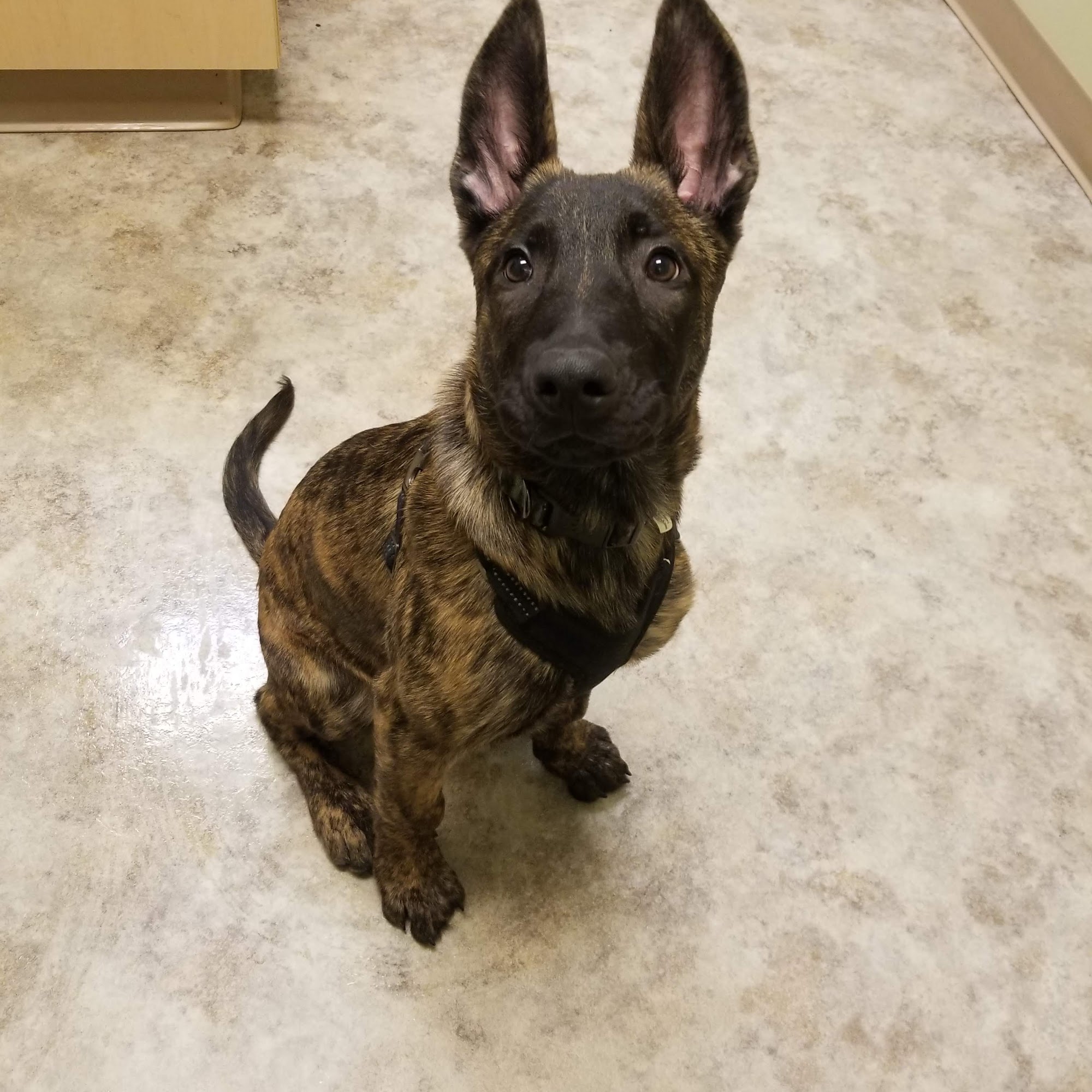 Bluegrass Veterinary Hospital Ogden