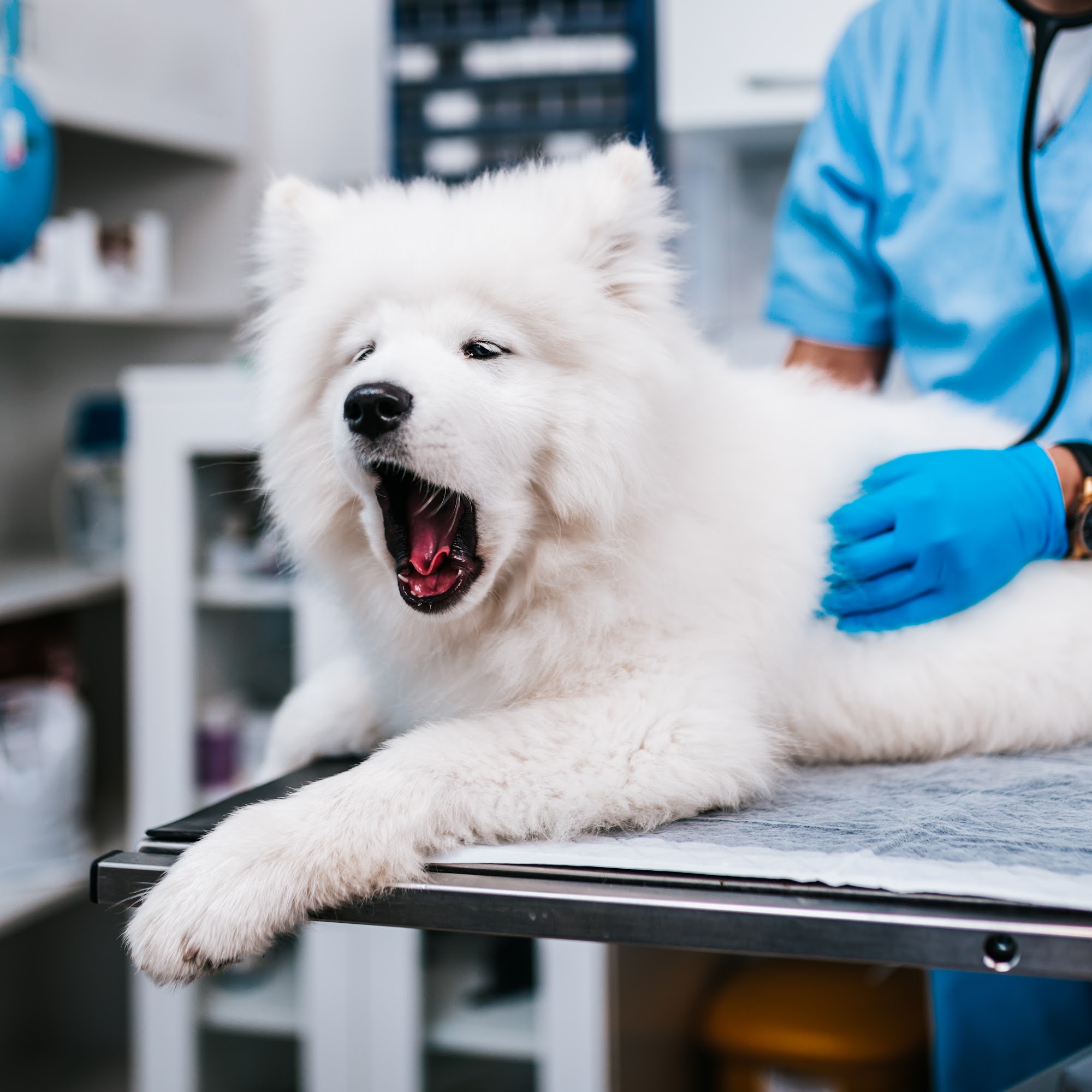 Burch Creek Animal Hospital Ogden