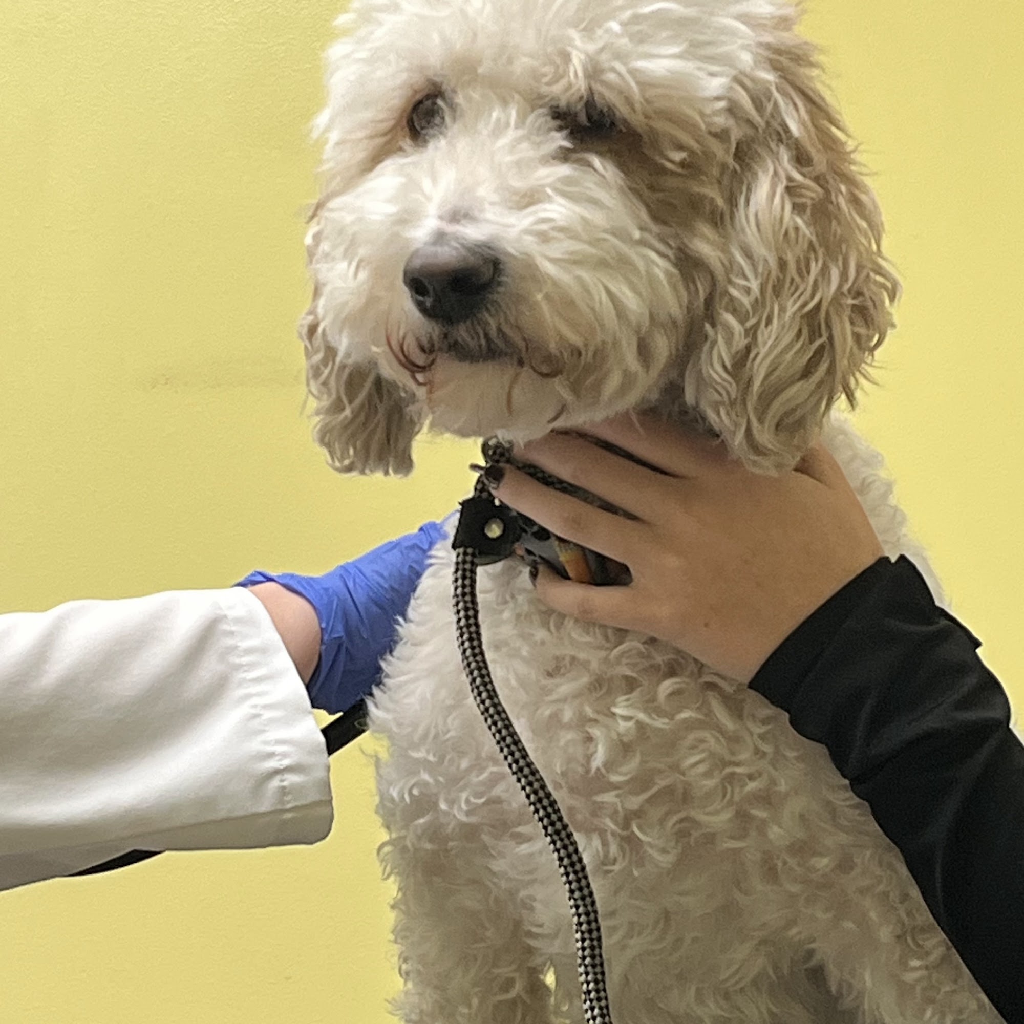 Wasatch Hollow Animal Hospital Ogden